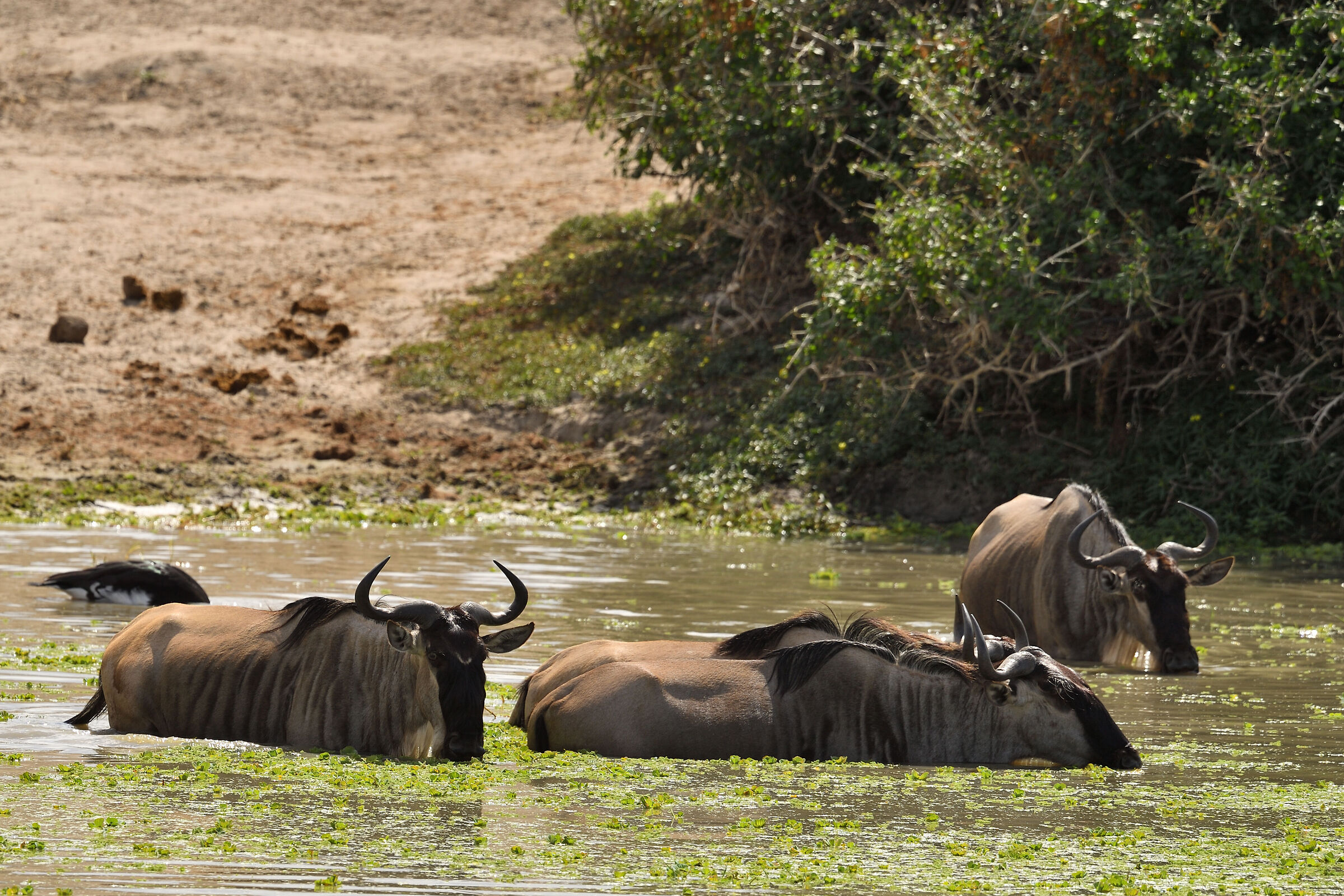 Wildebeest in crossing