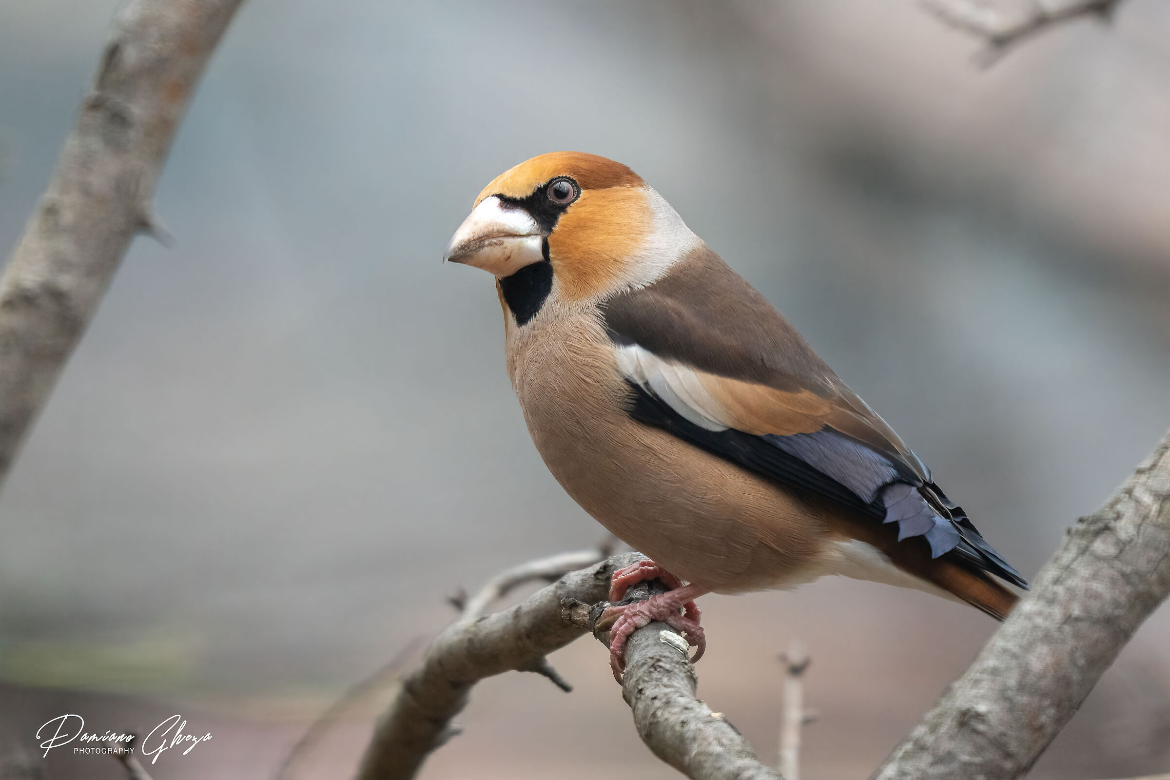 Hawfinch