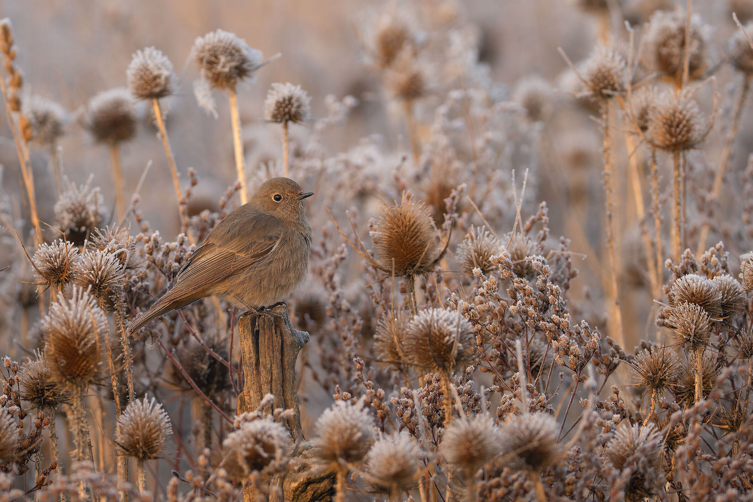 codirosso spazzacamino