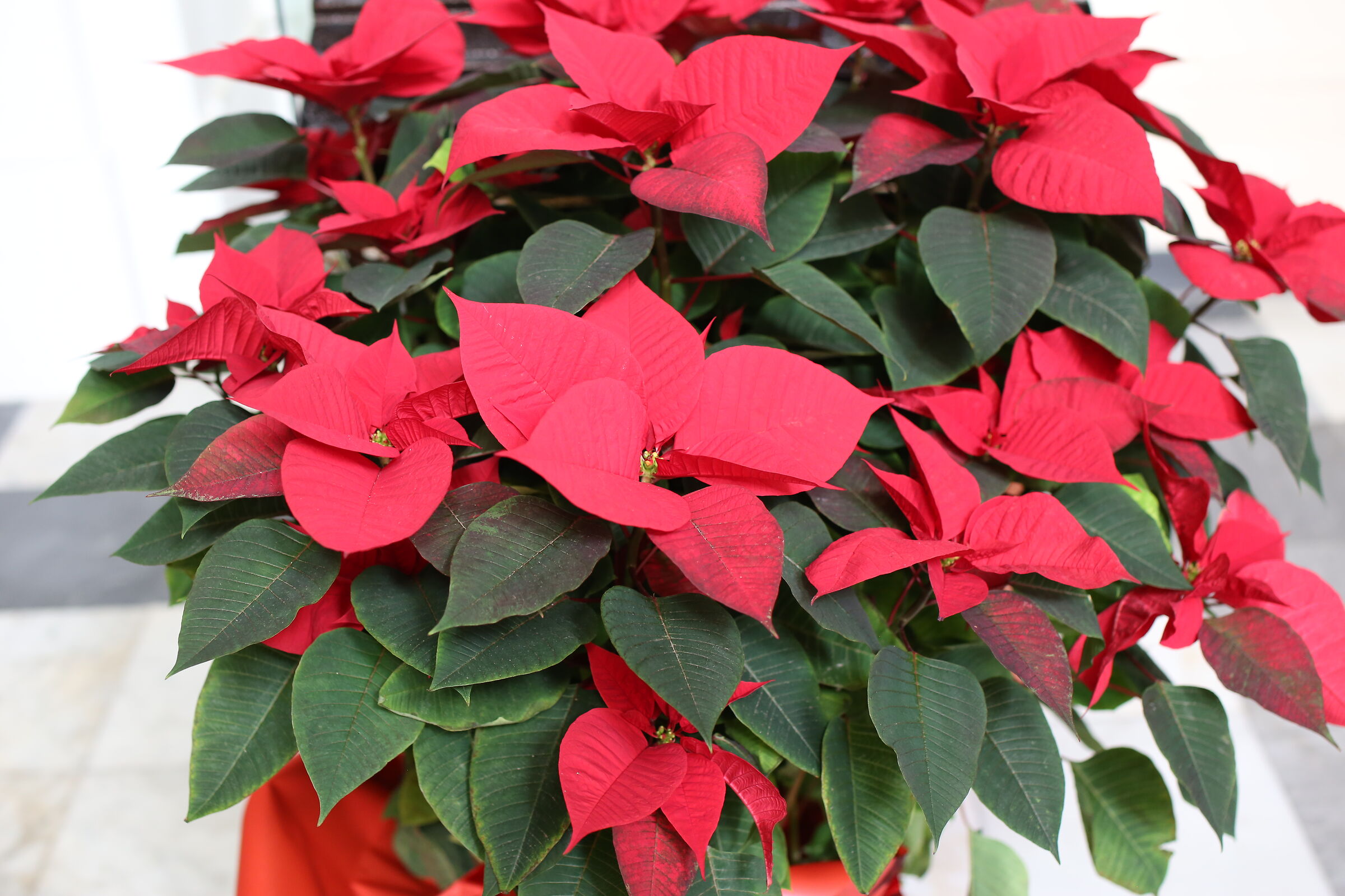 Milvus Zeiss 50, 1.4- Canon 6 D