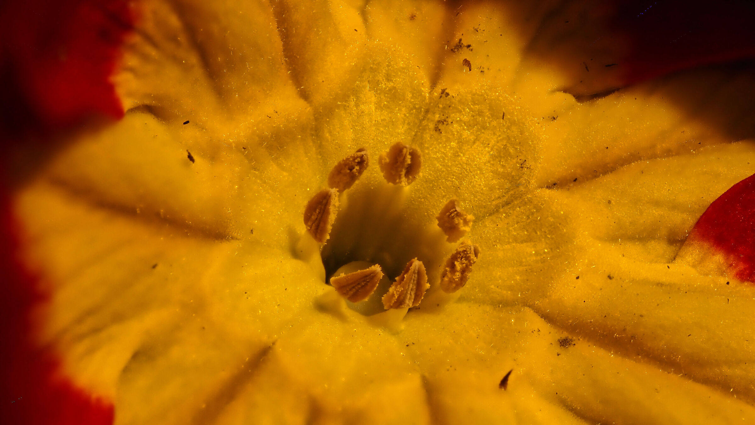 Primula