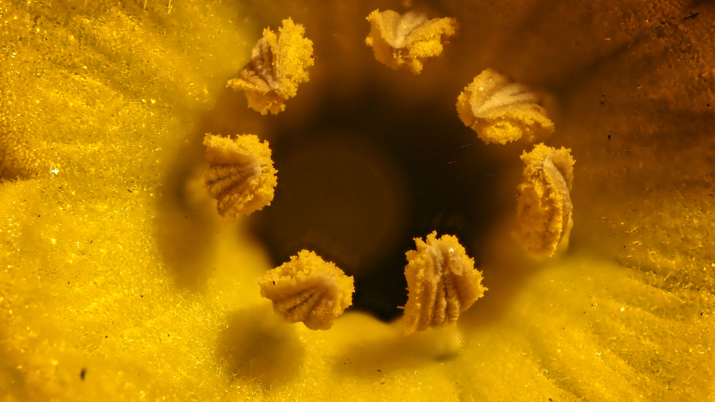 Primula- pistilli
