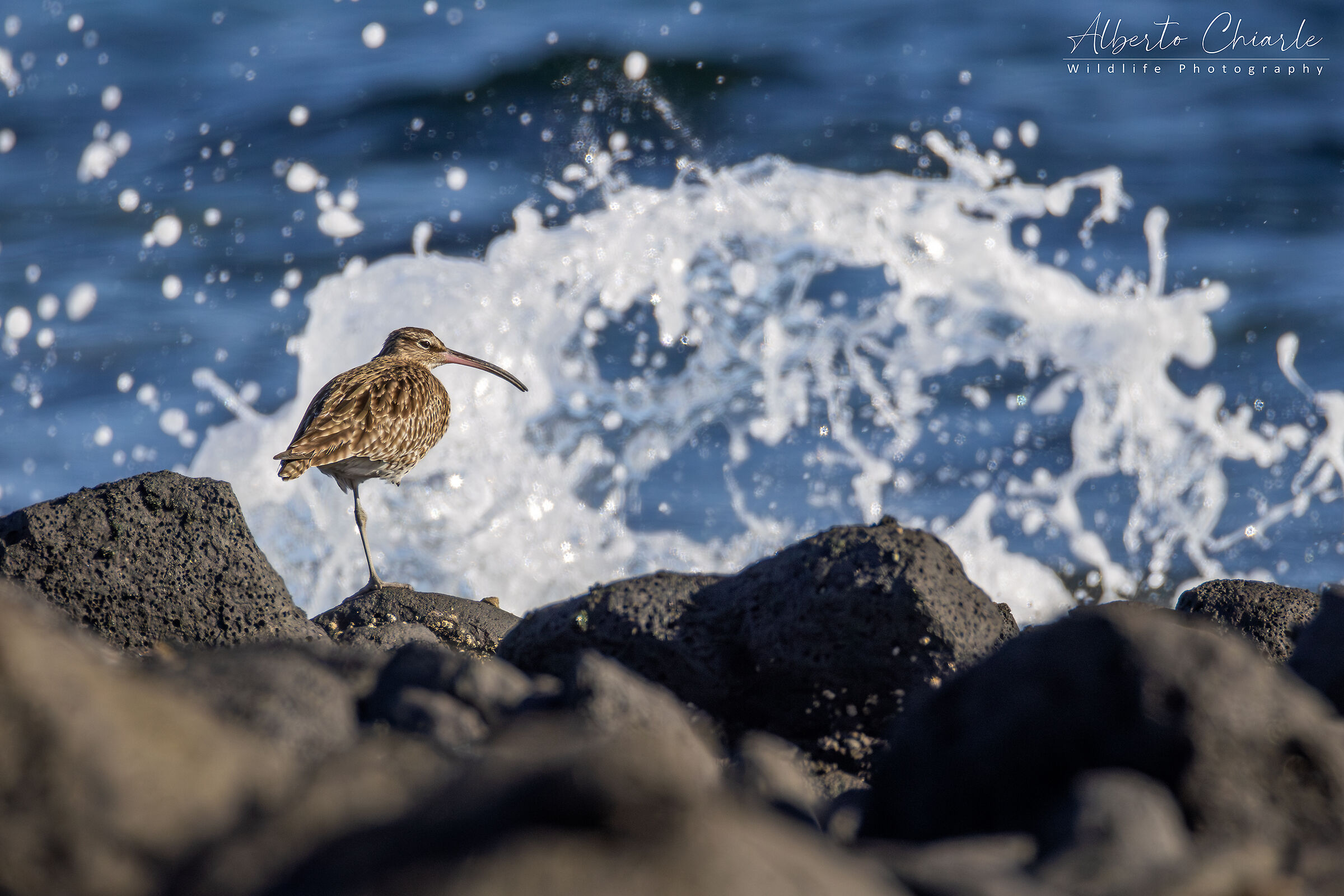 Chiurlo piccolo (Numenius phaeopus)