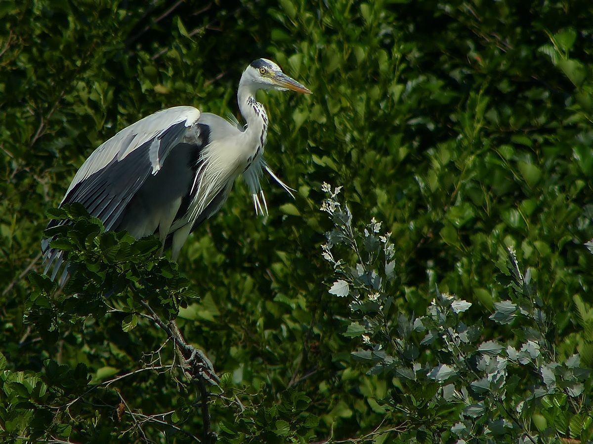 Meglio controllare dall'alto...