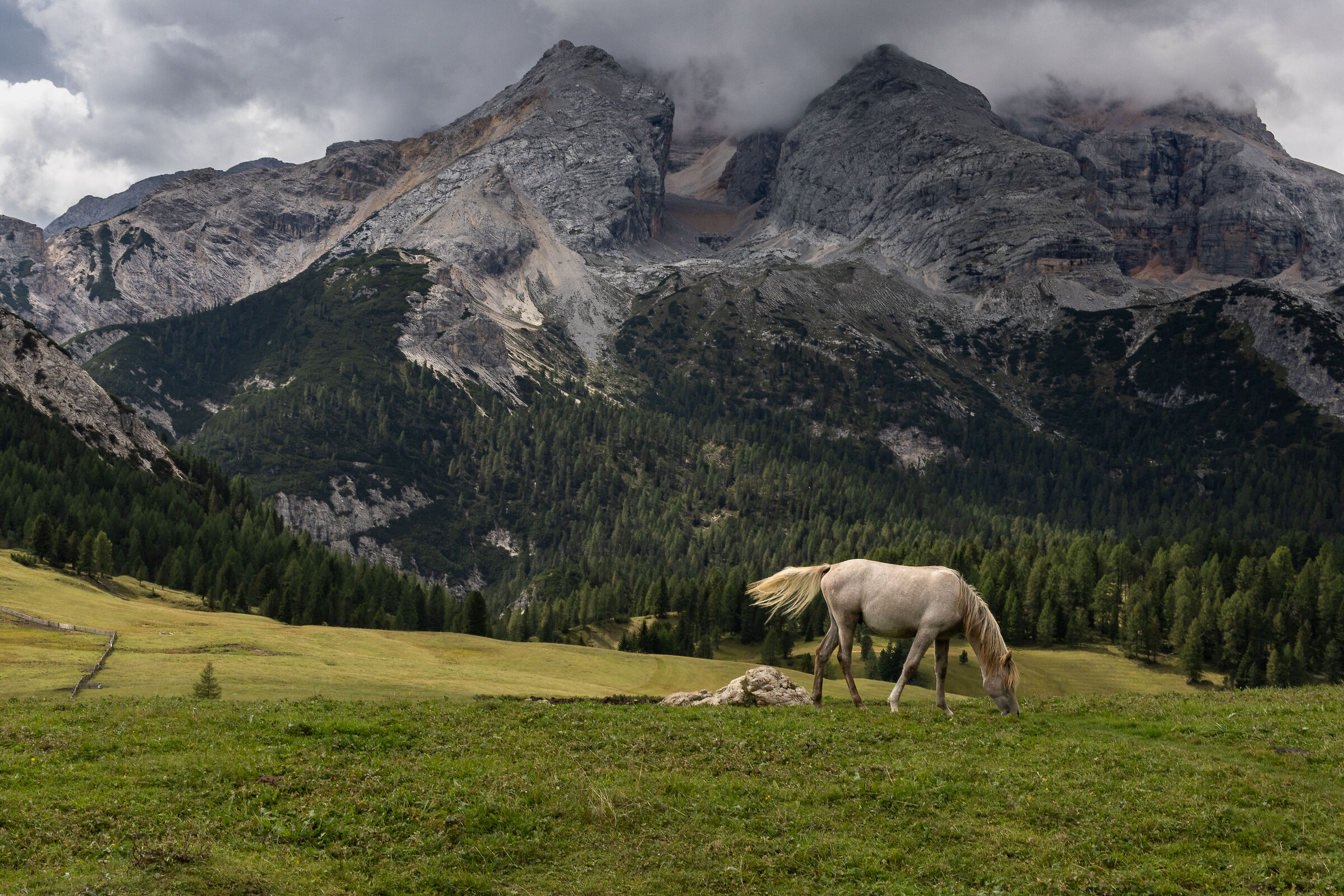 Horse grazing