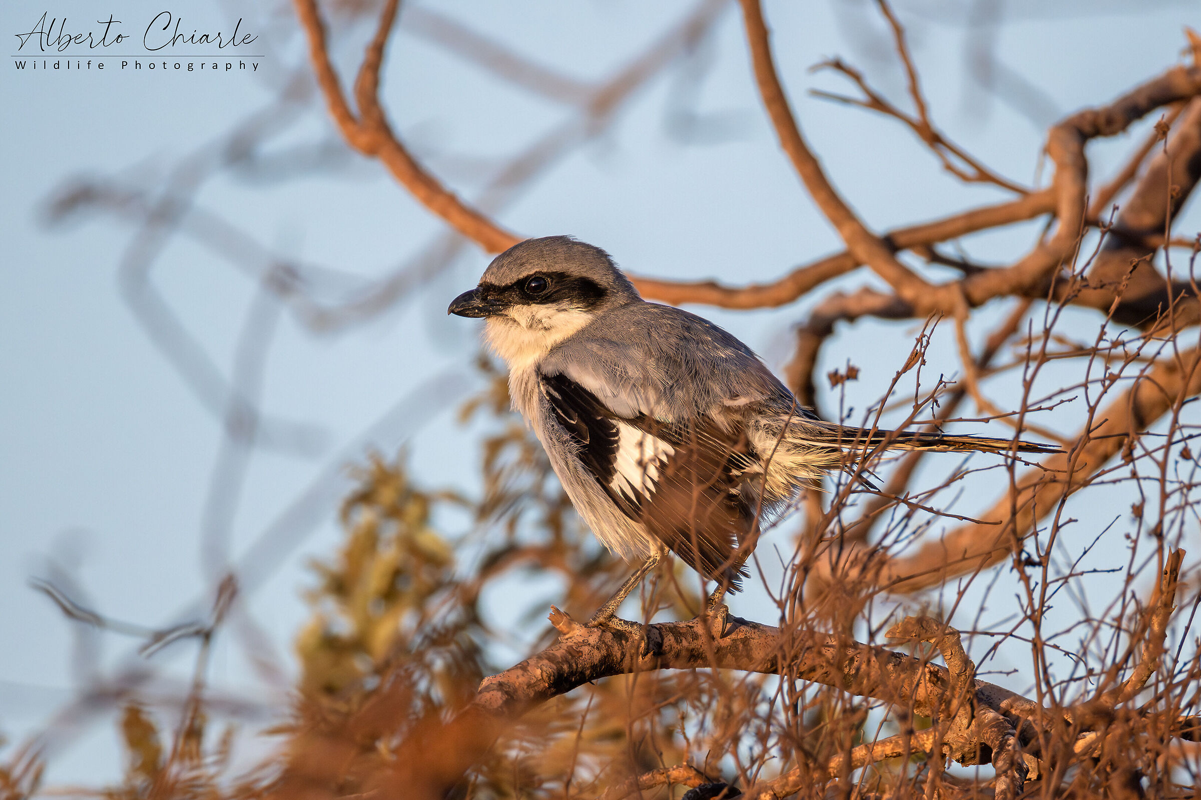 Southern Shrike (Lanius meridionalis)