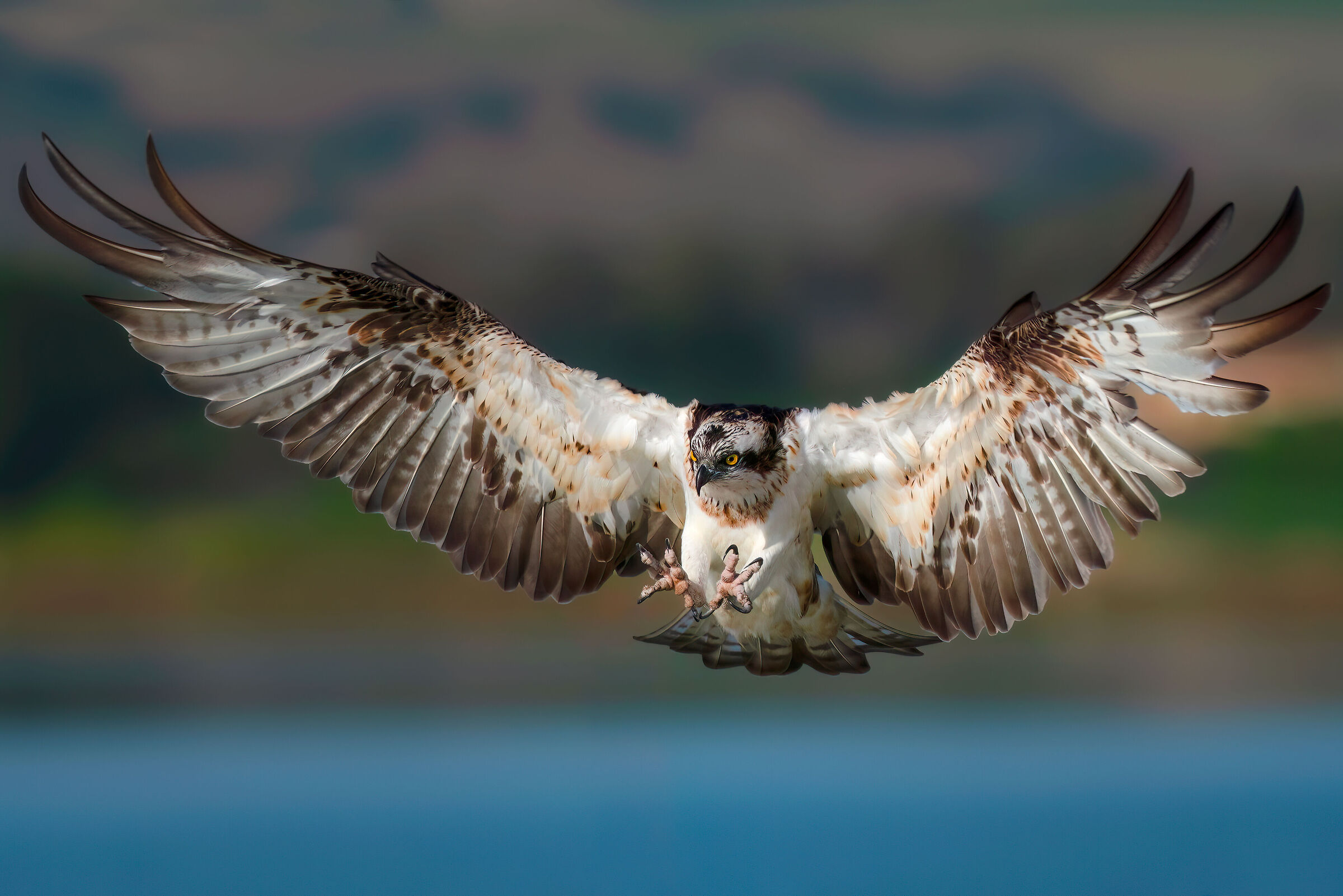Osprey