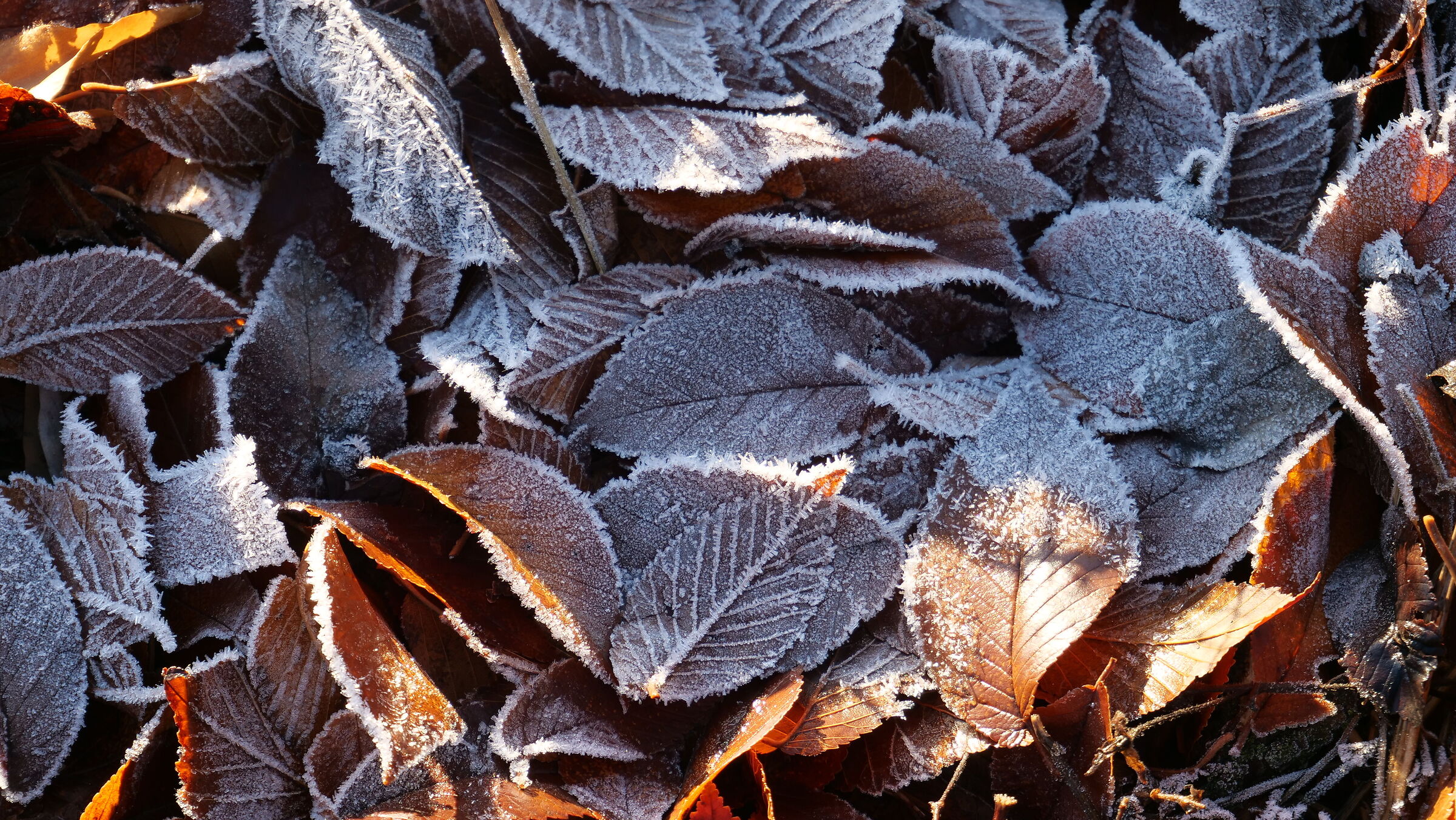Still leaves
