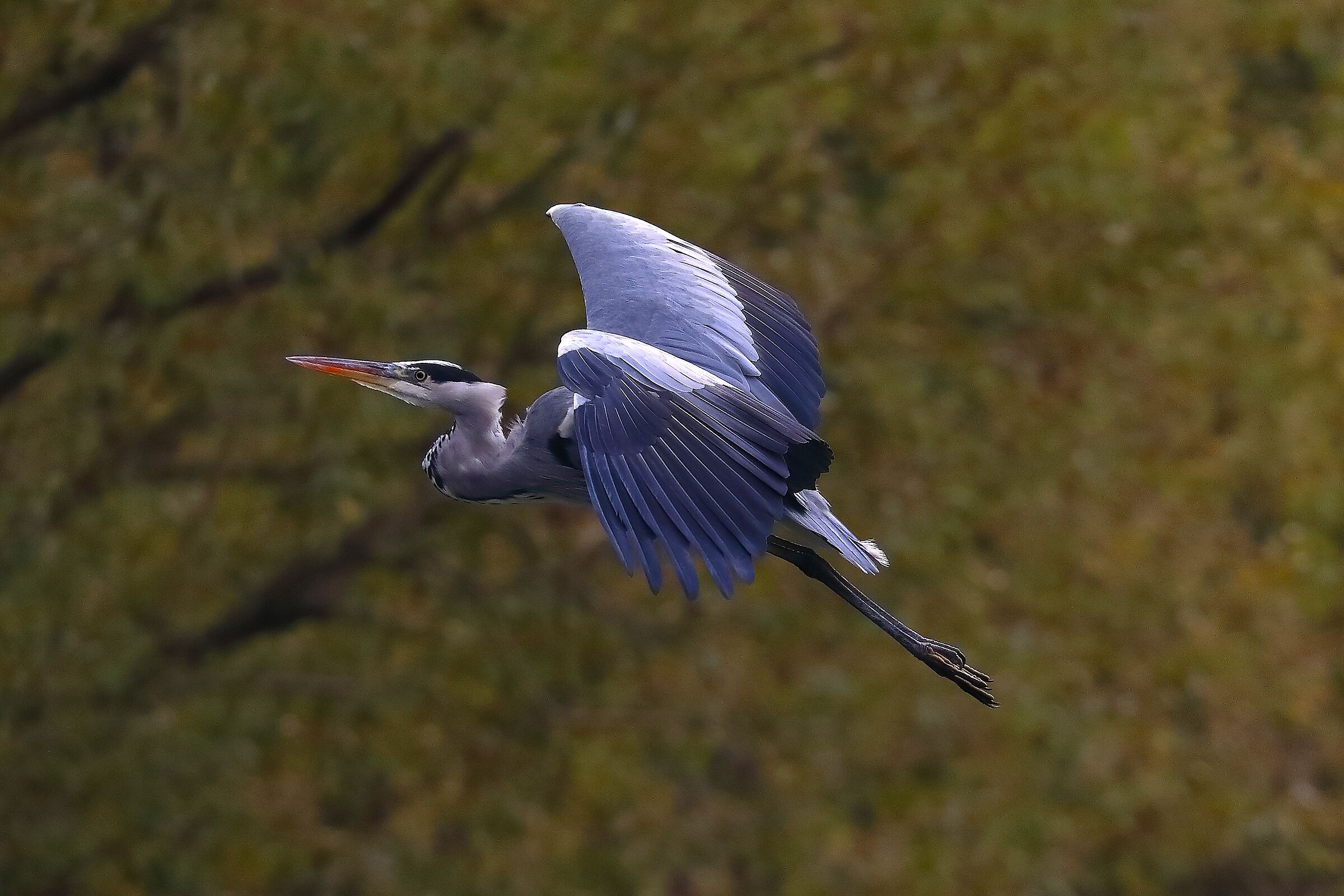 Cenerino 06 ottobre 2024 - 0155