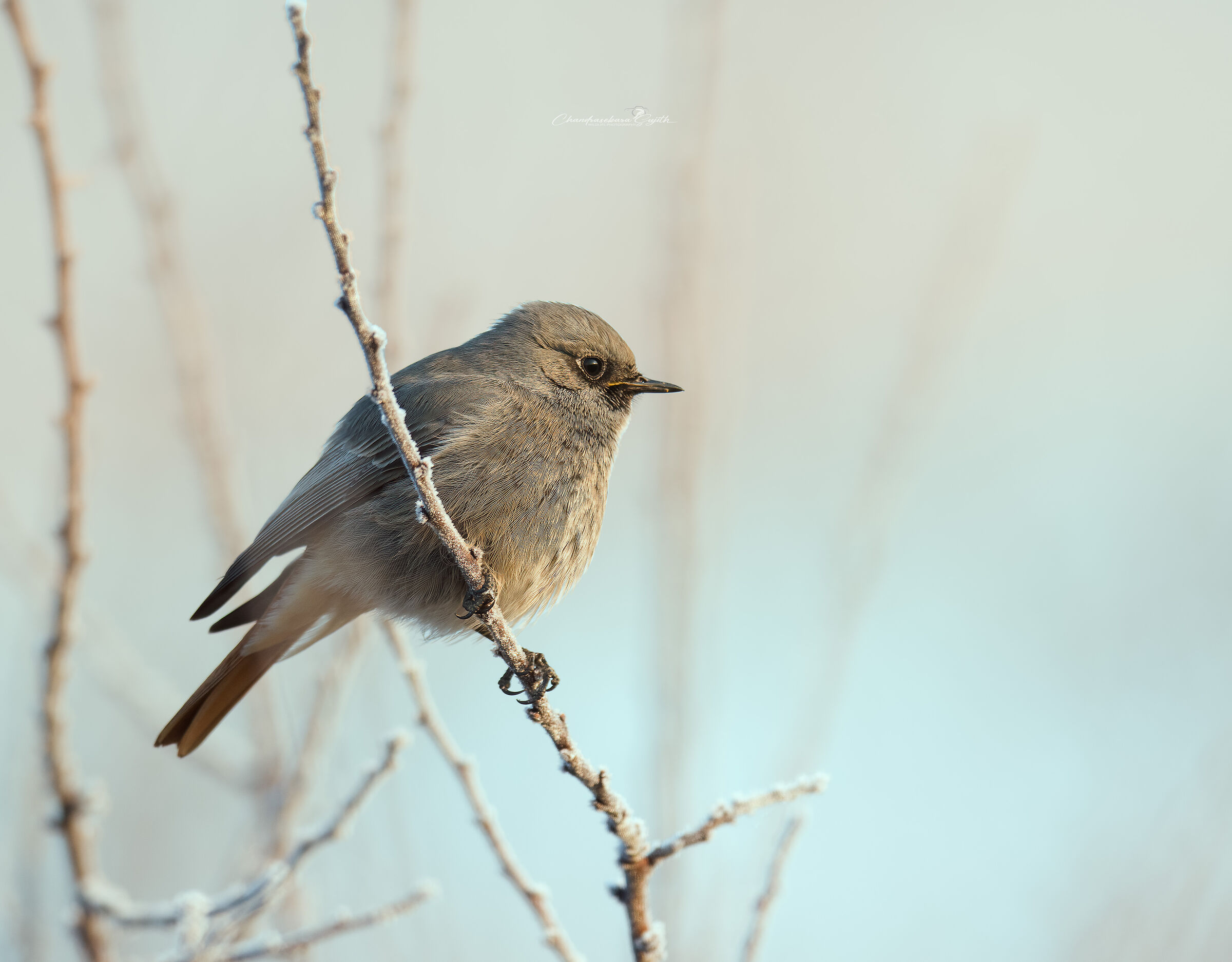 Redstart Fireplace Fun