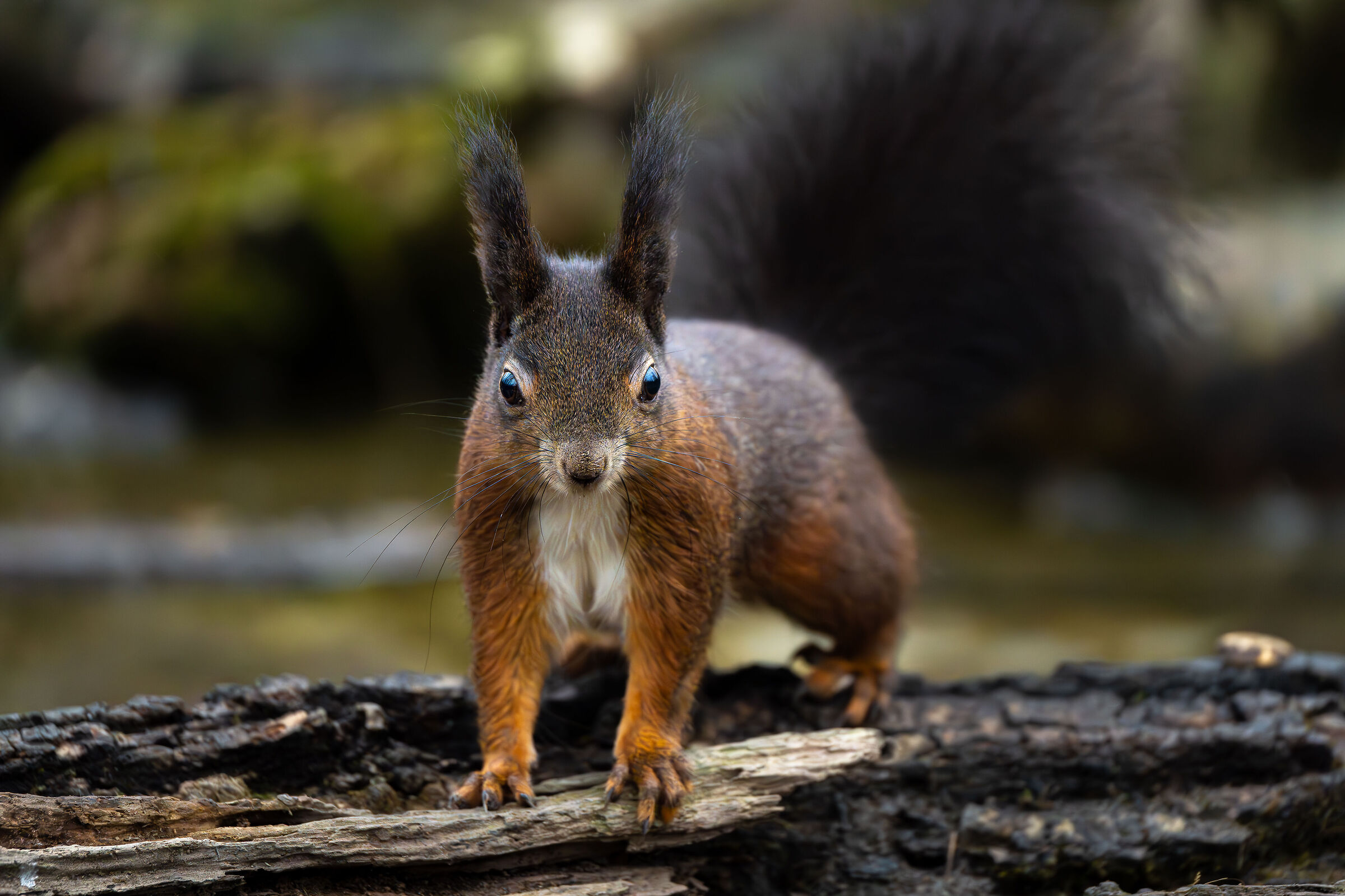 Scoiattolo molto curioso