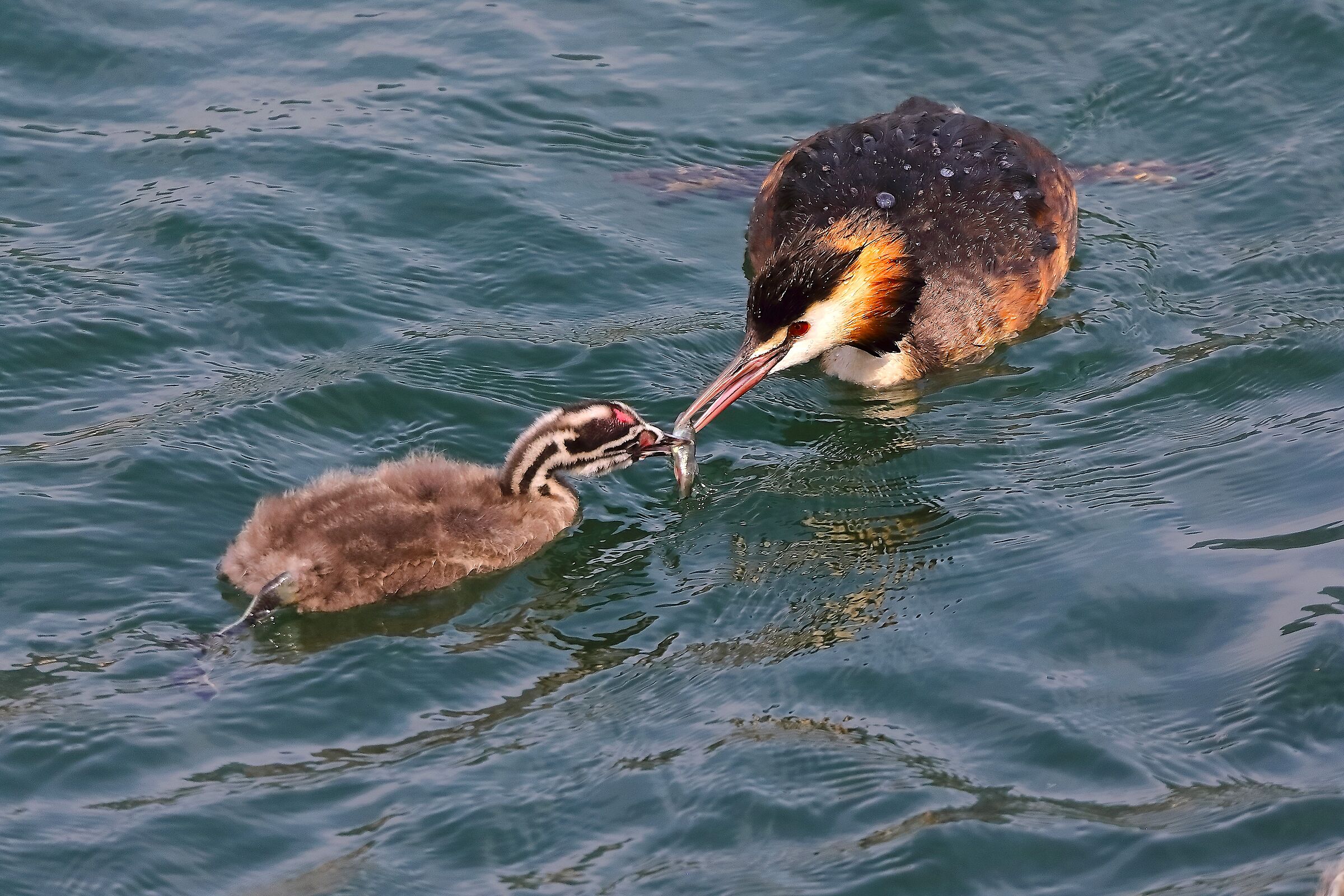 Svassi 07 agosto 2024 - 0188