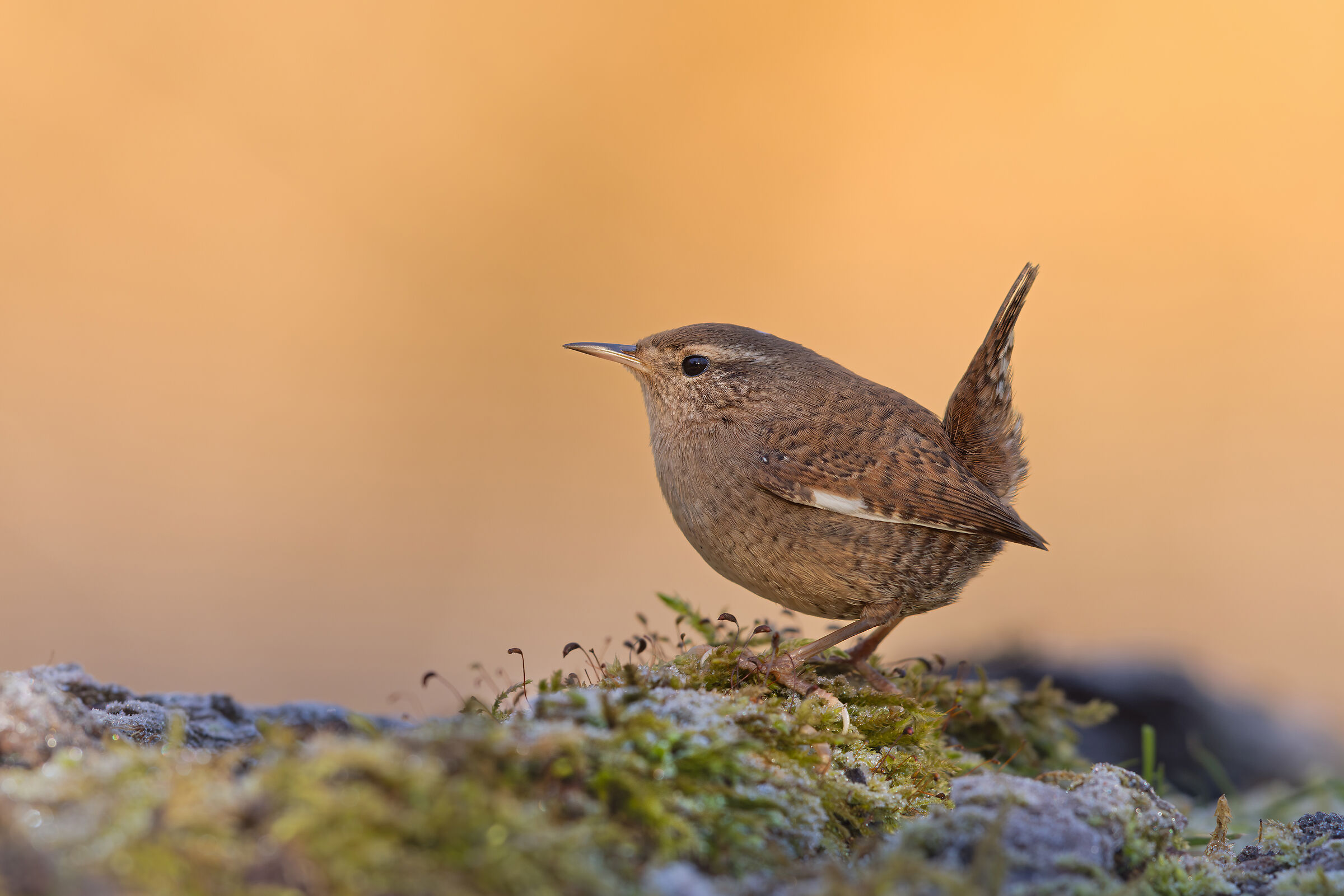 Wren