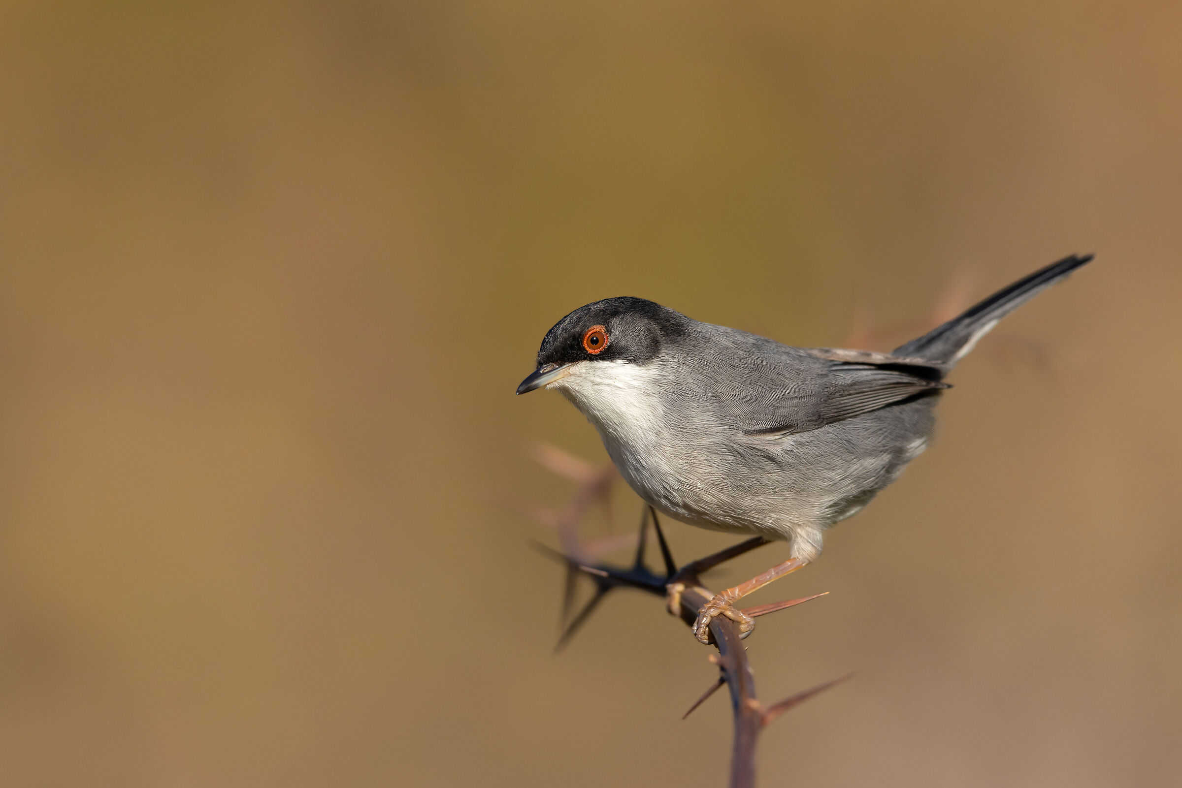 Sardinian warbler