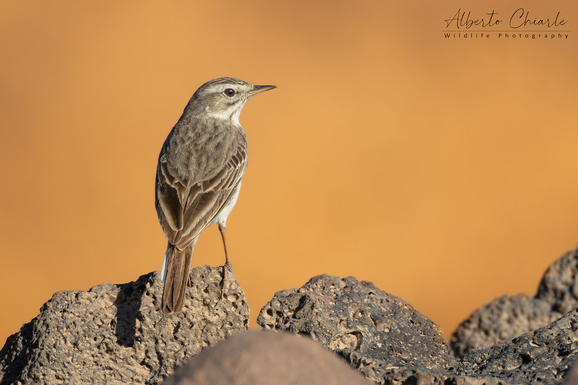 Pispola of Berthelot