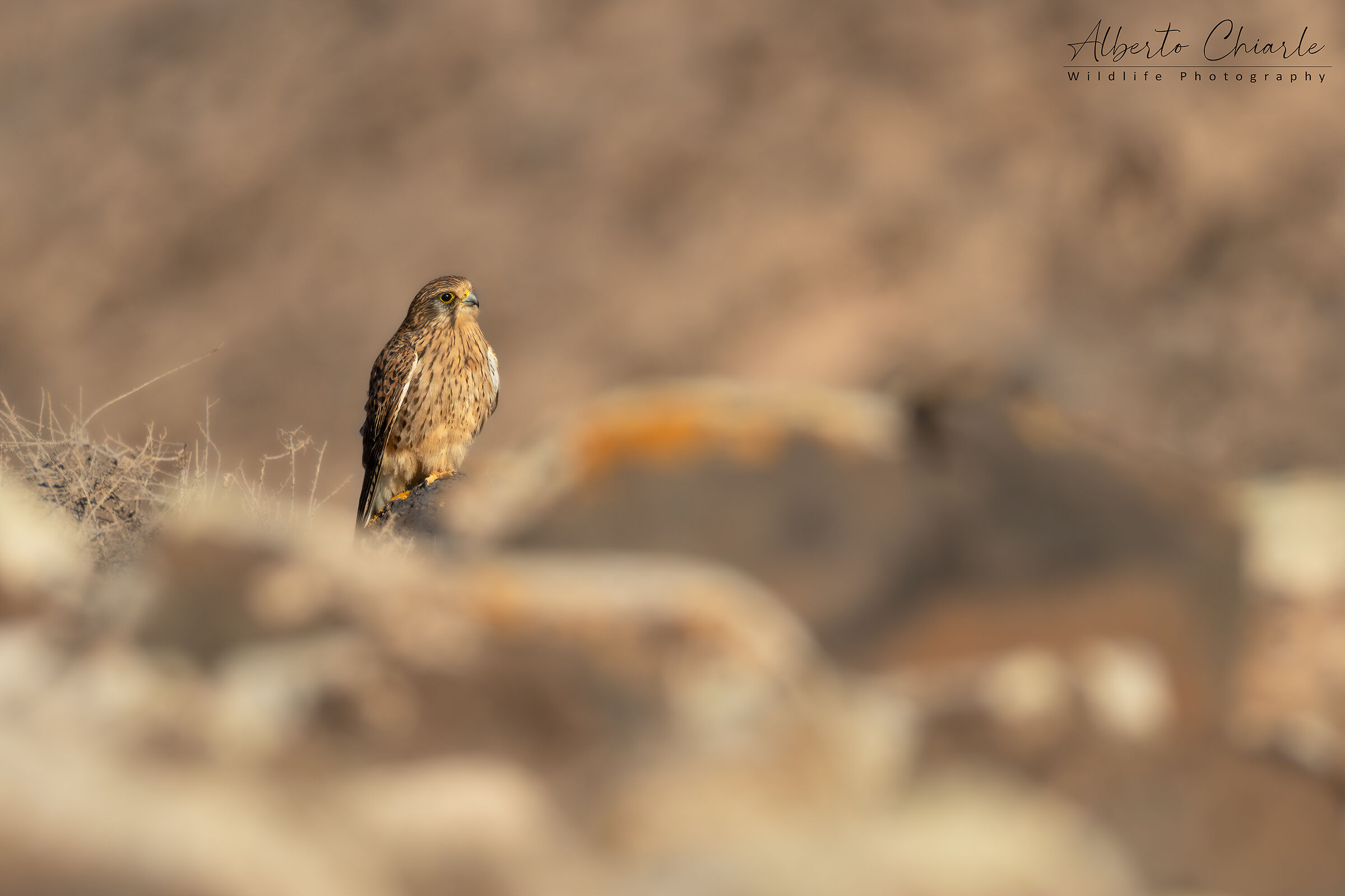 Canarian kestrel (Falco tinnunculus dacotiae)