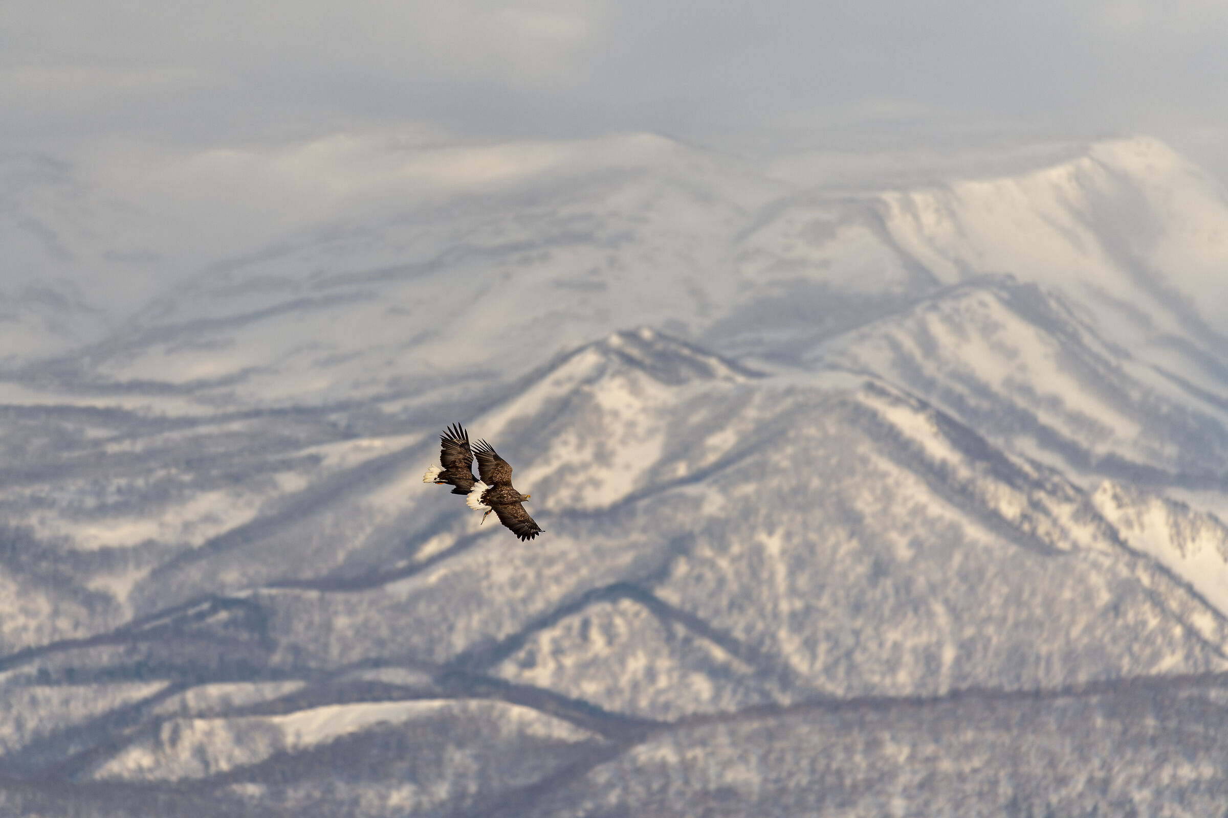 In volo sui monti innevati