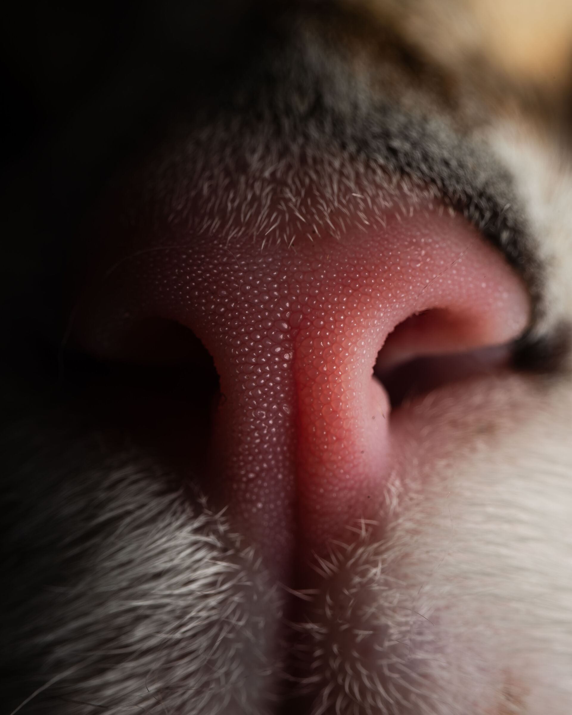 Rhinarium (cat's nose)