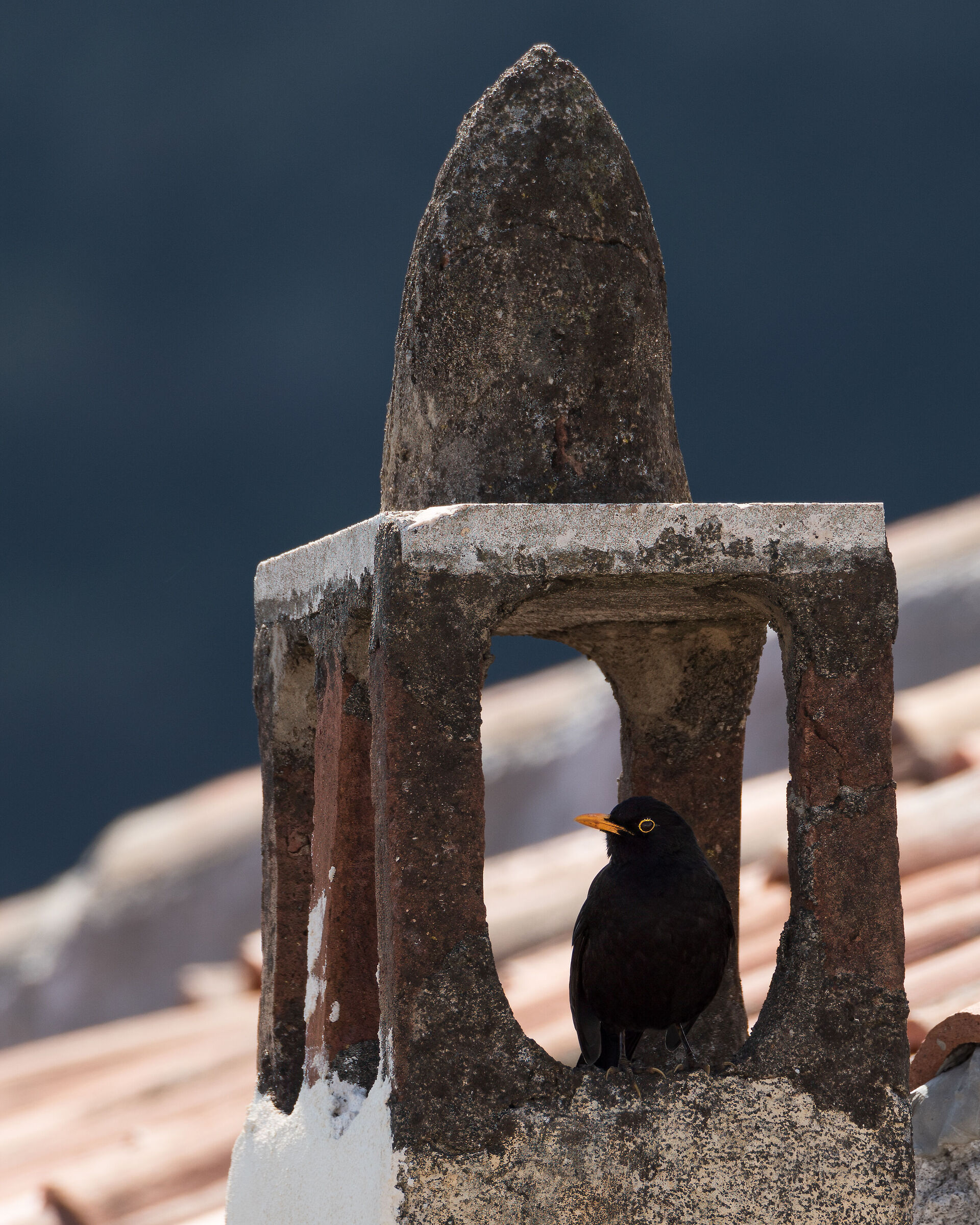 Blackbird in his house