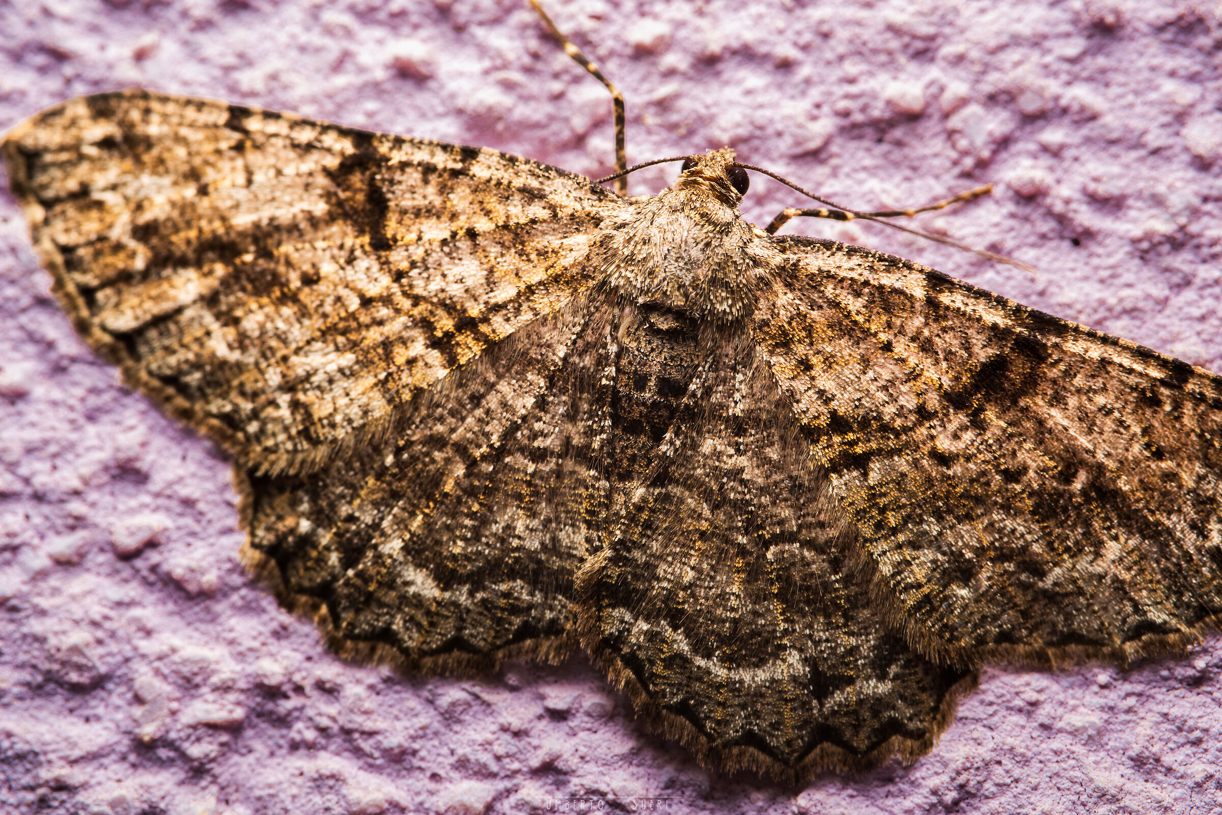 Night moth
