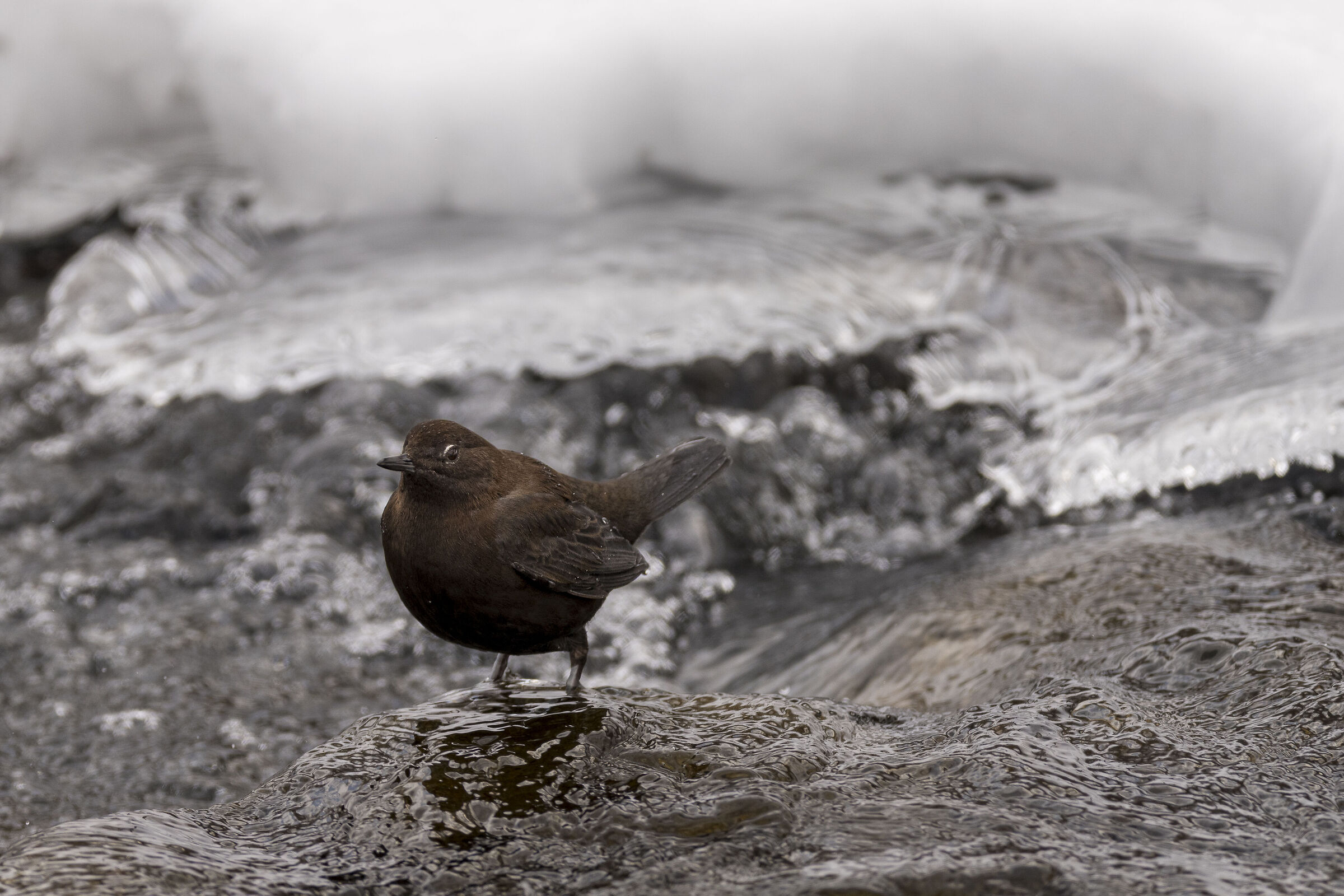 Merlo acquaiolo bruno