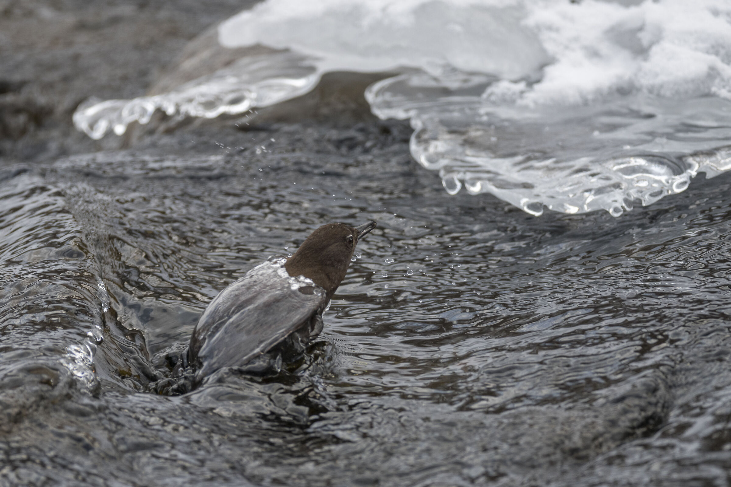 Merlo acquaiolo bruno