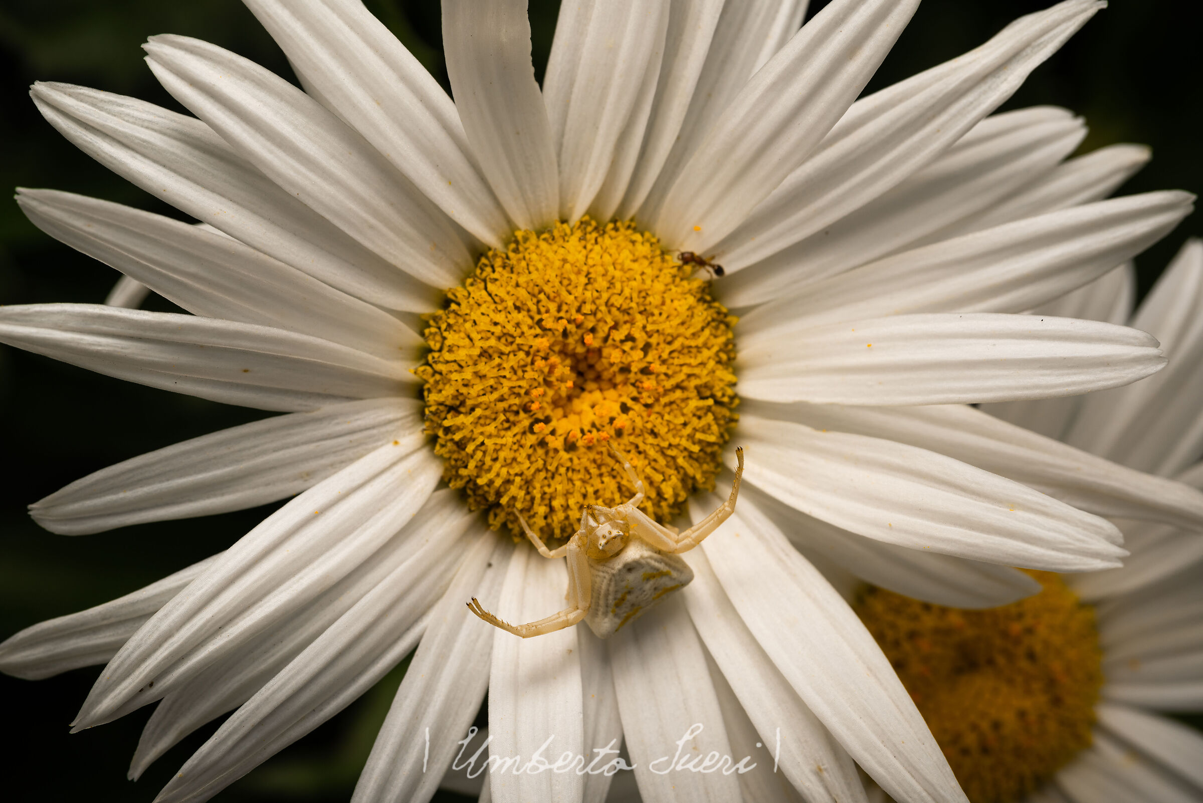 Untitled Photo