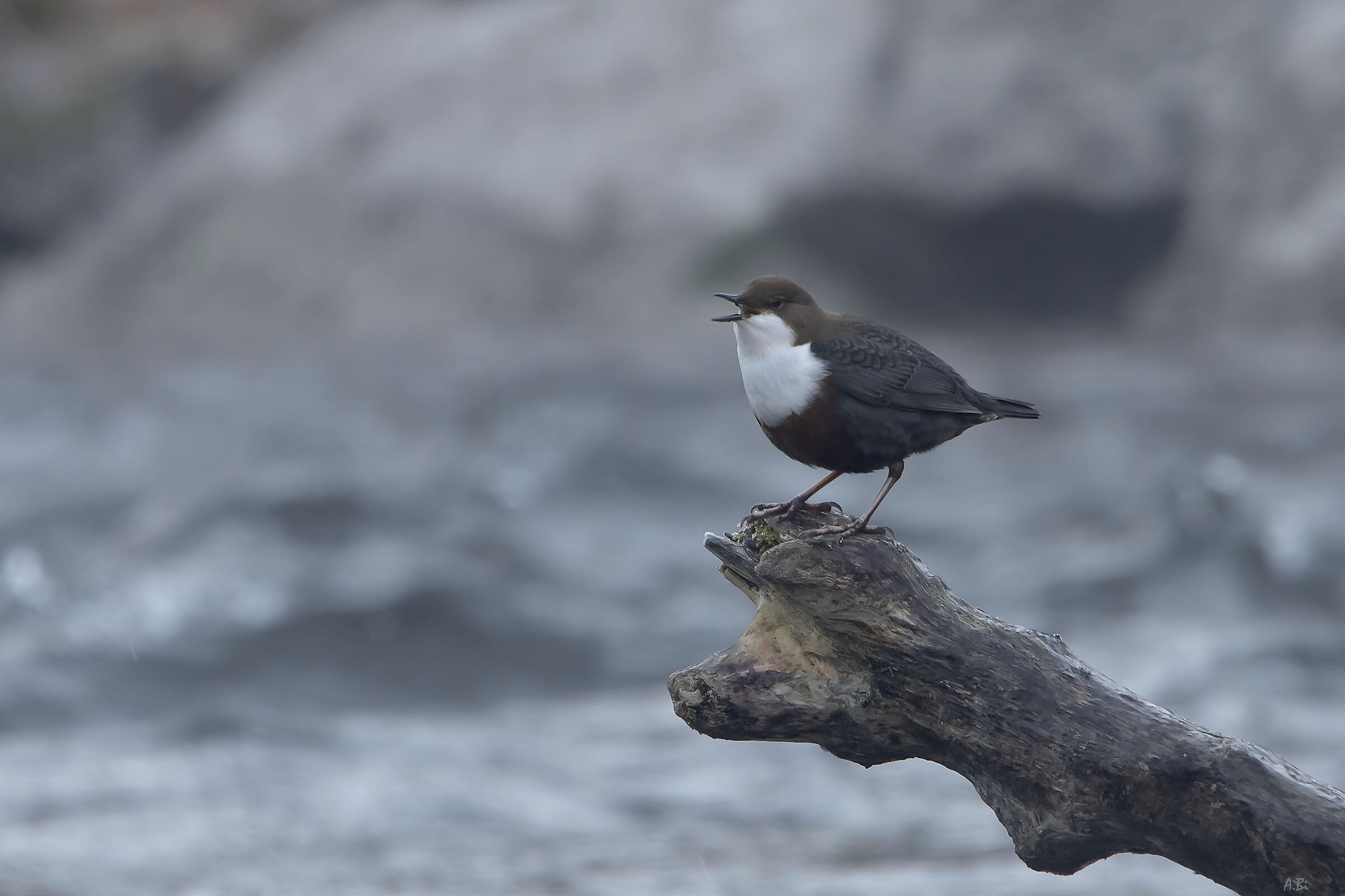 Cantando in mezzo al fiume