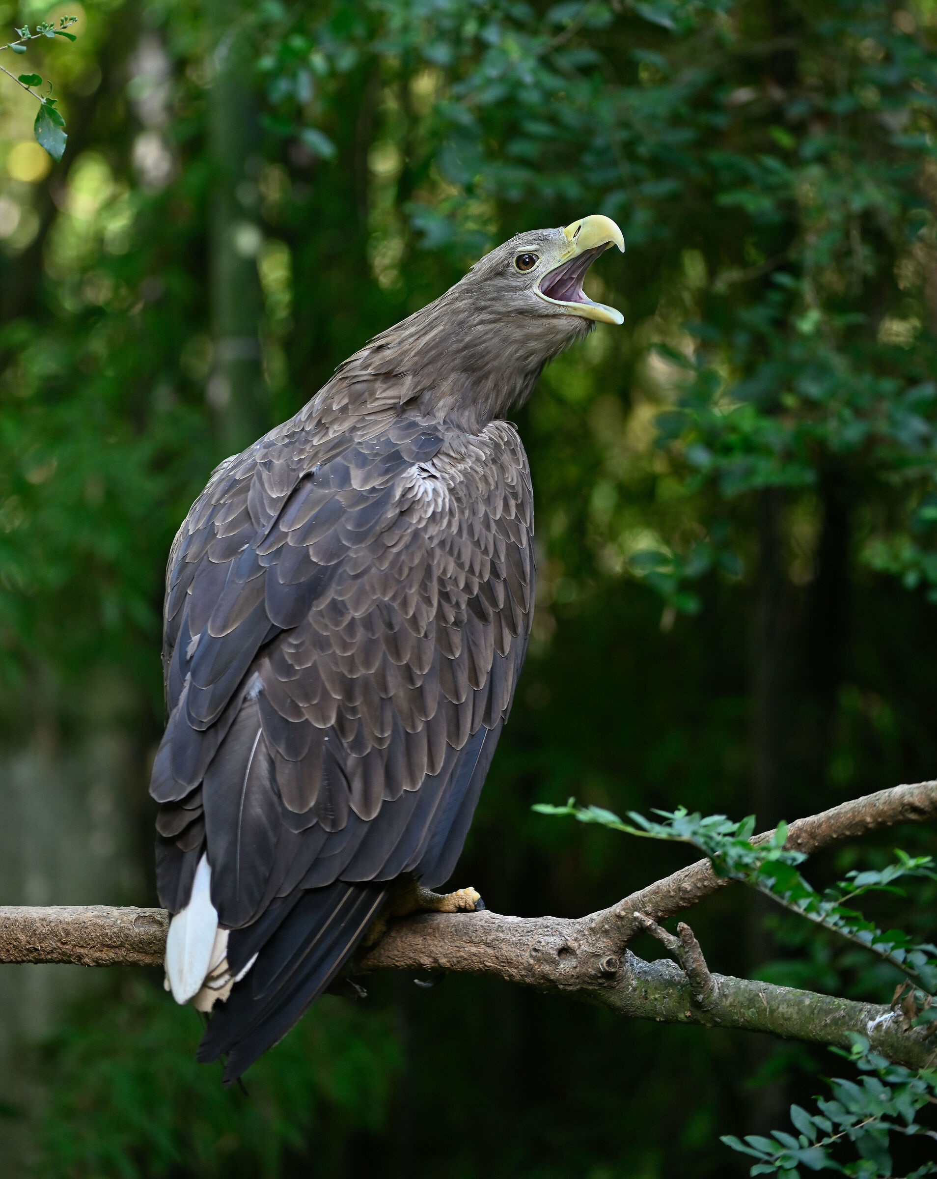 Aquila di mare coda bianca