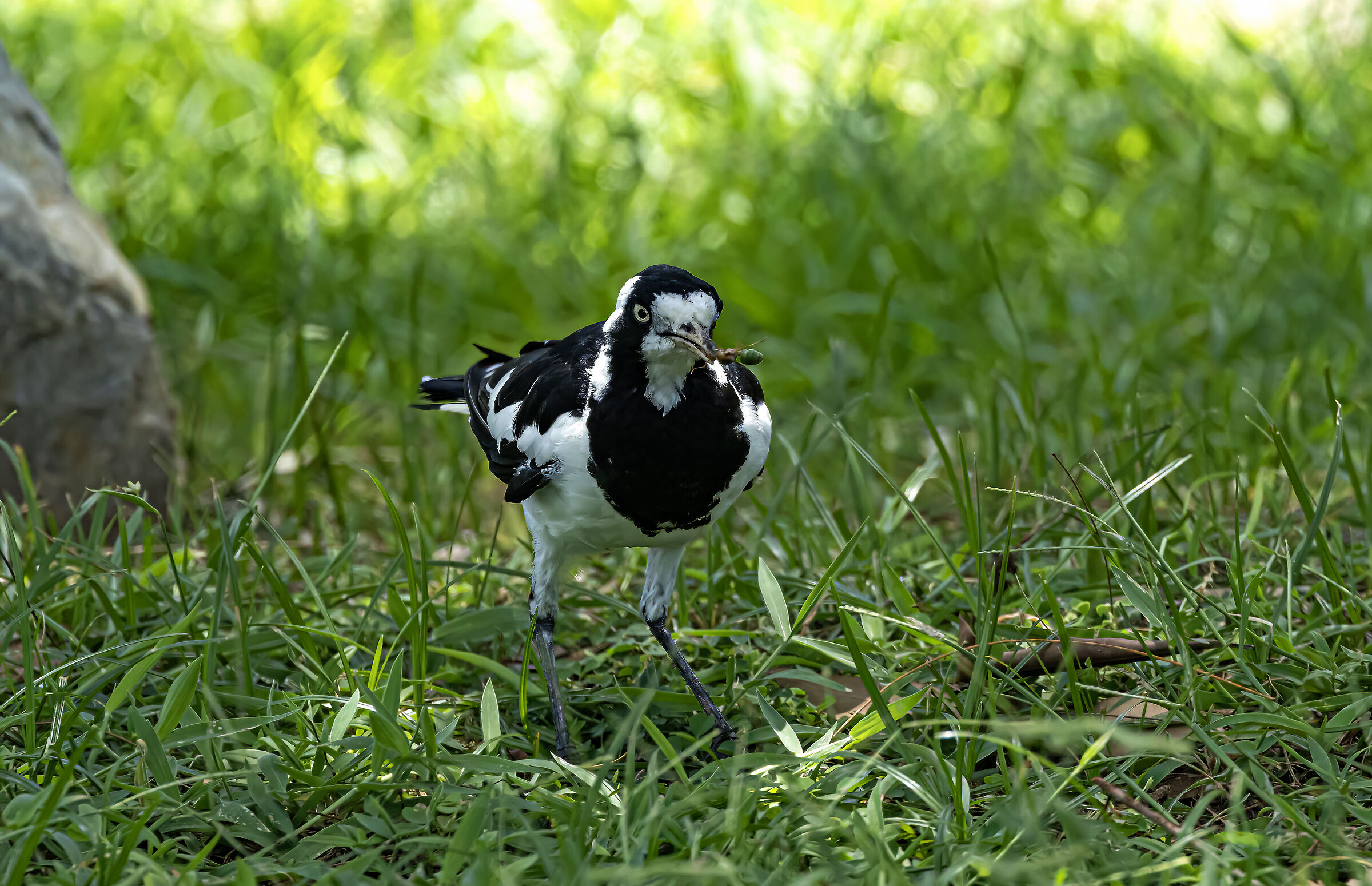 Magpie with prey