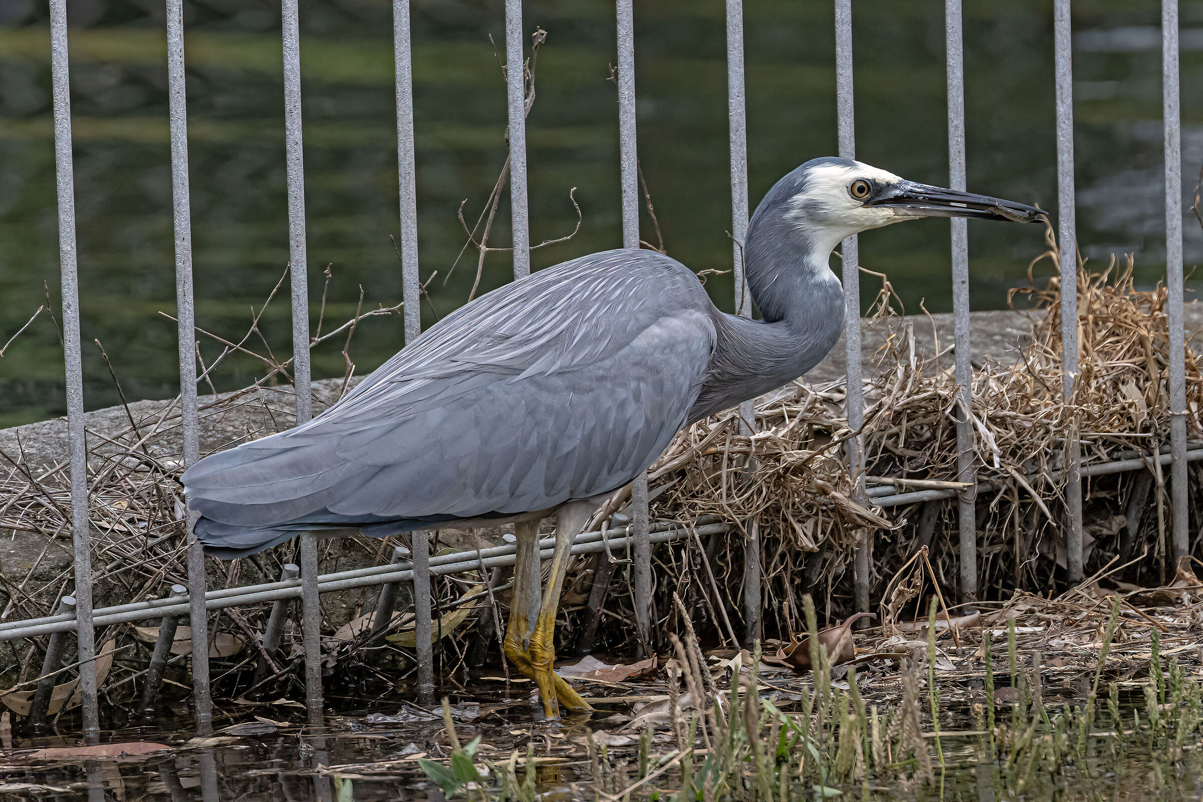 White-faced egret
