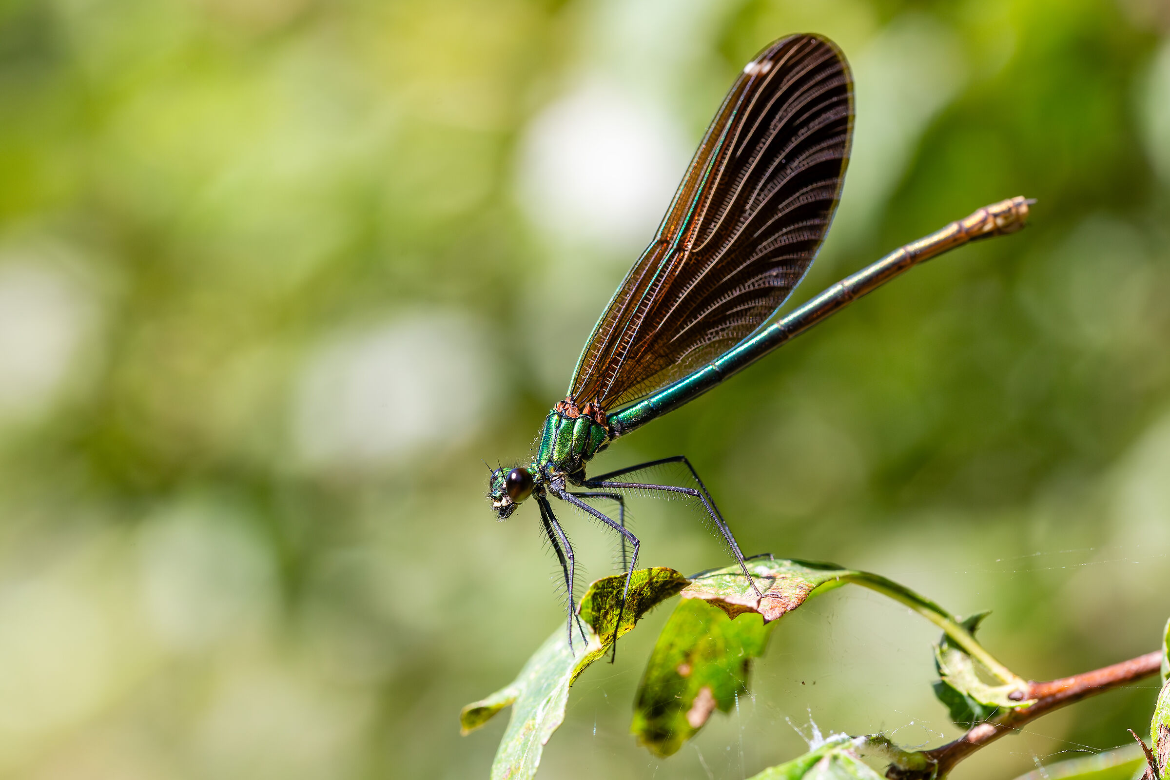 Calopteryx