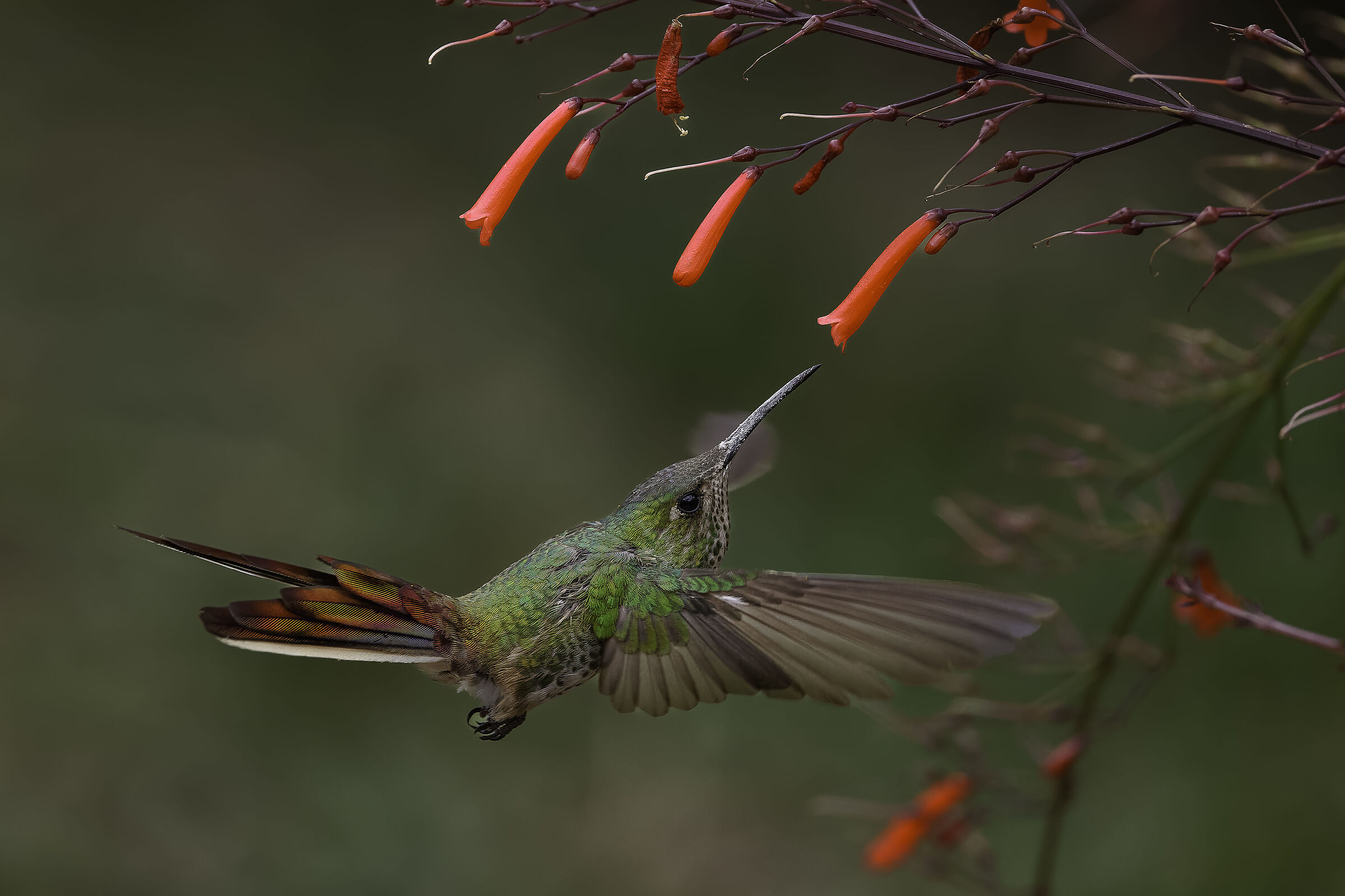 Red-tailed Comet (Sappho sparganurus)