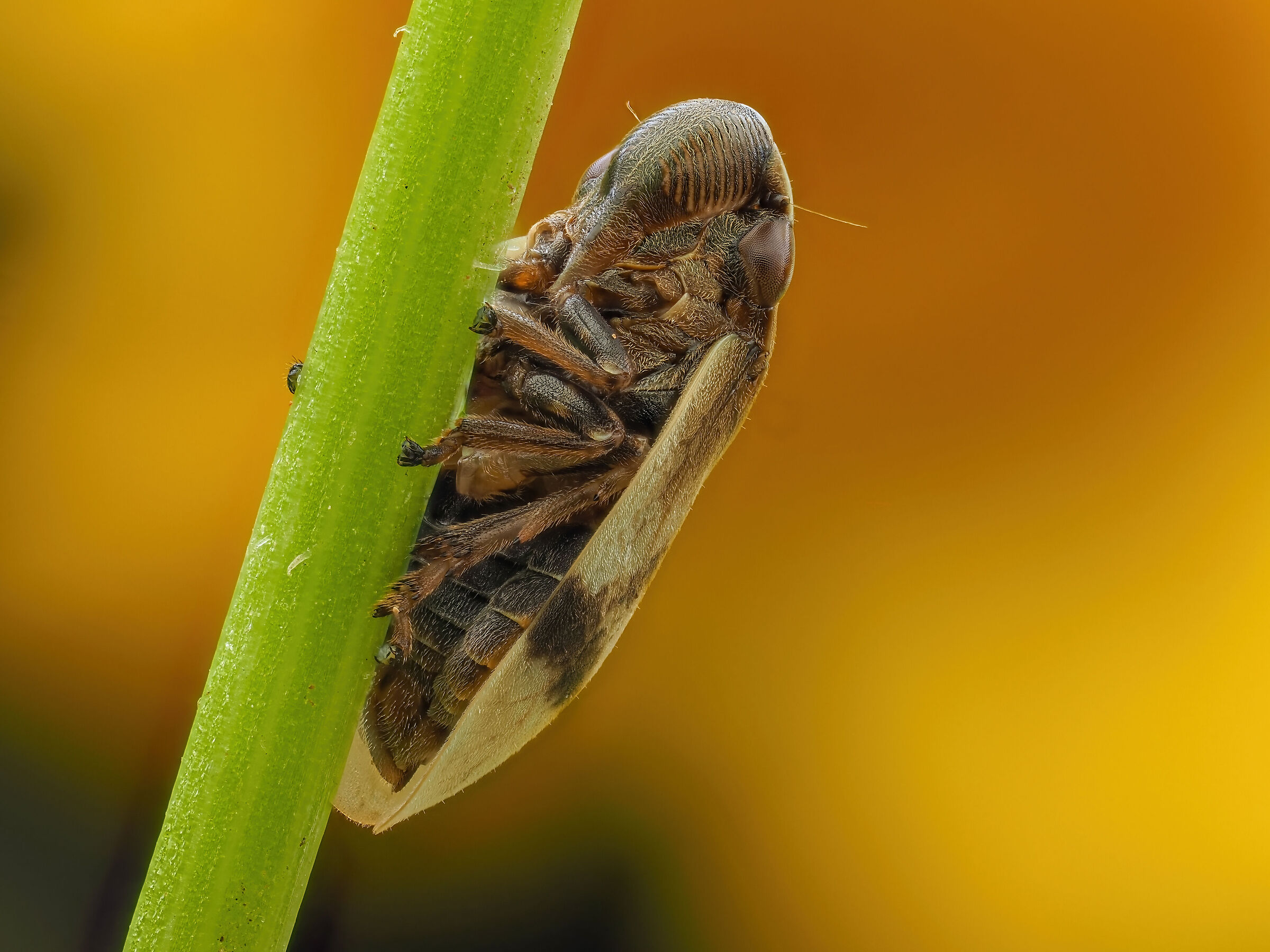 Lepyronia sp. z o.o.
