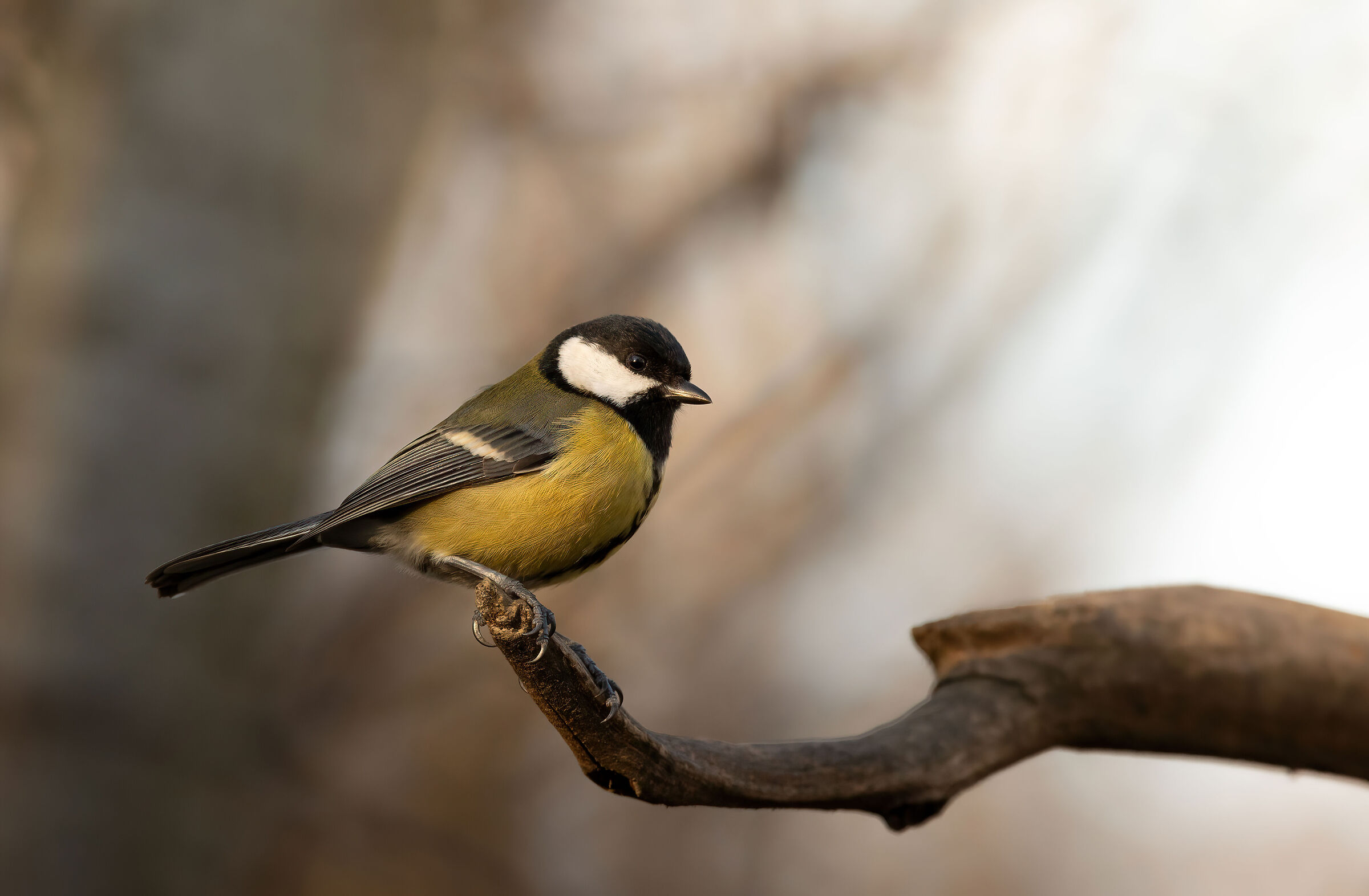 Titmouse