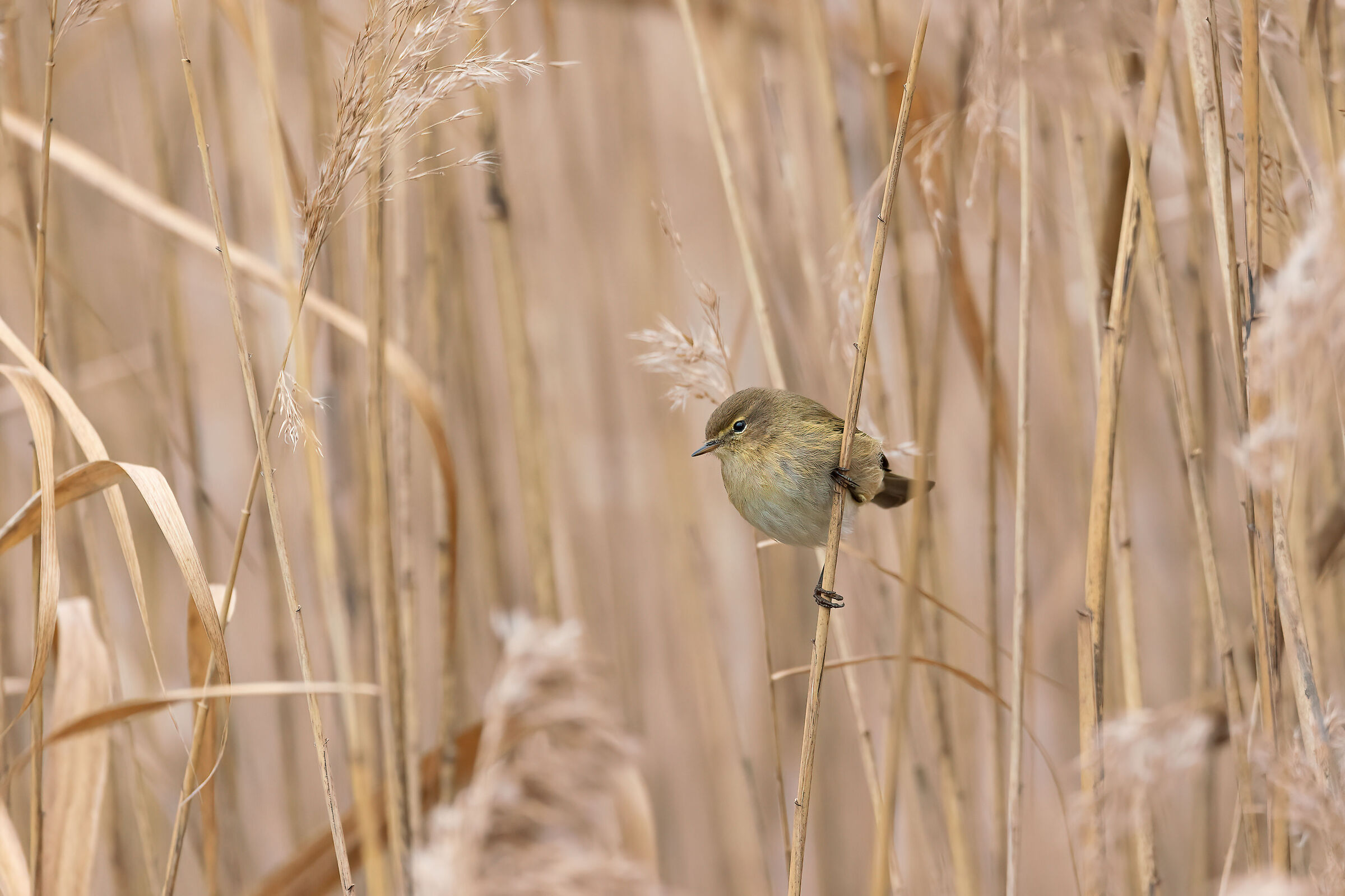 Warbler in the reeds