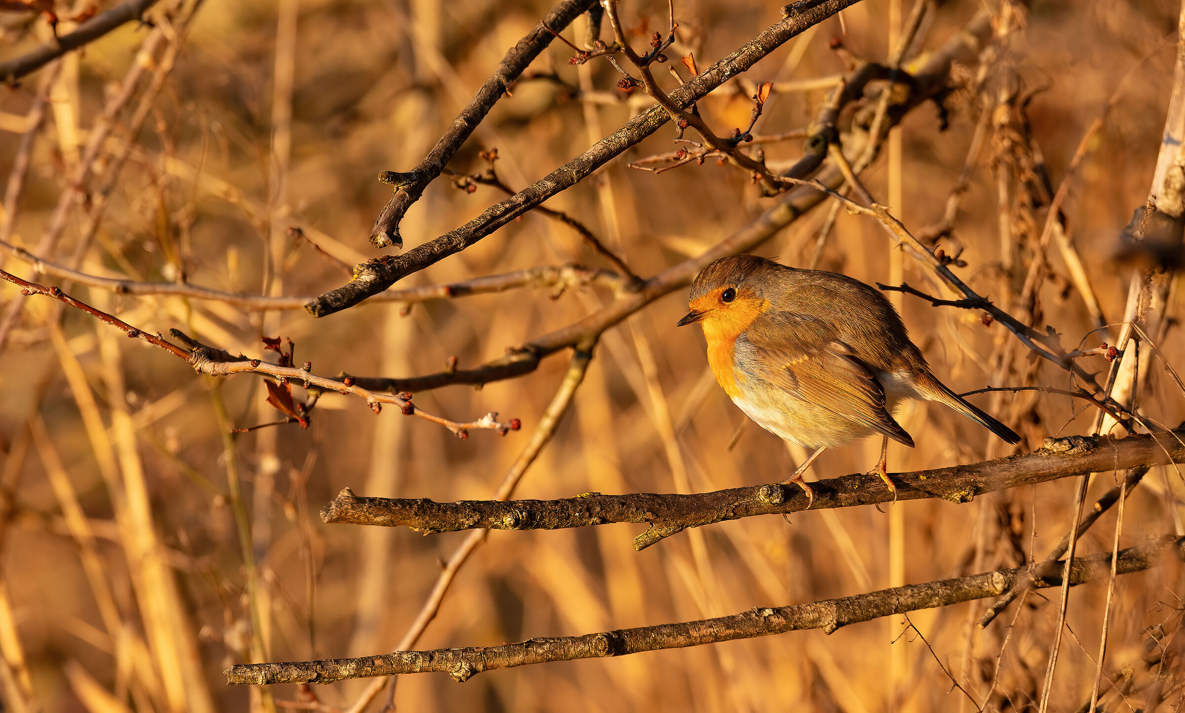 Robin in the evening, hopefully good weather