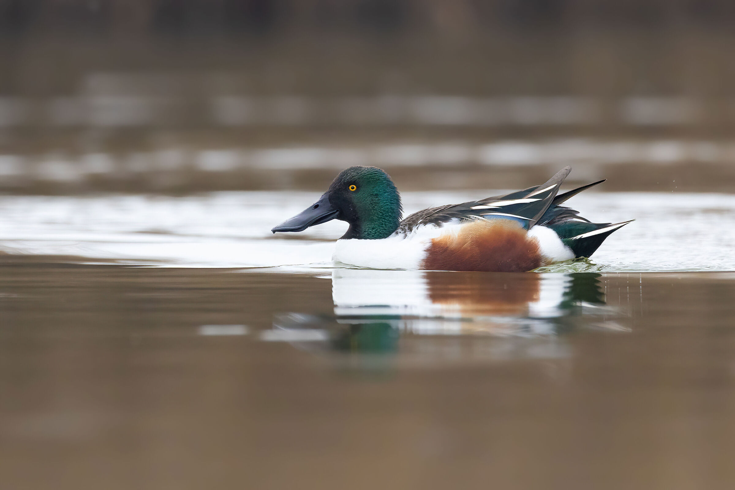 The beautiful shoveler
