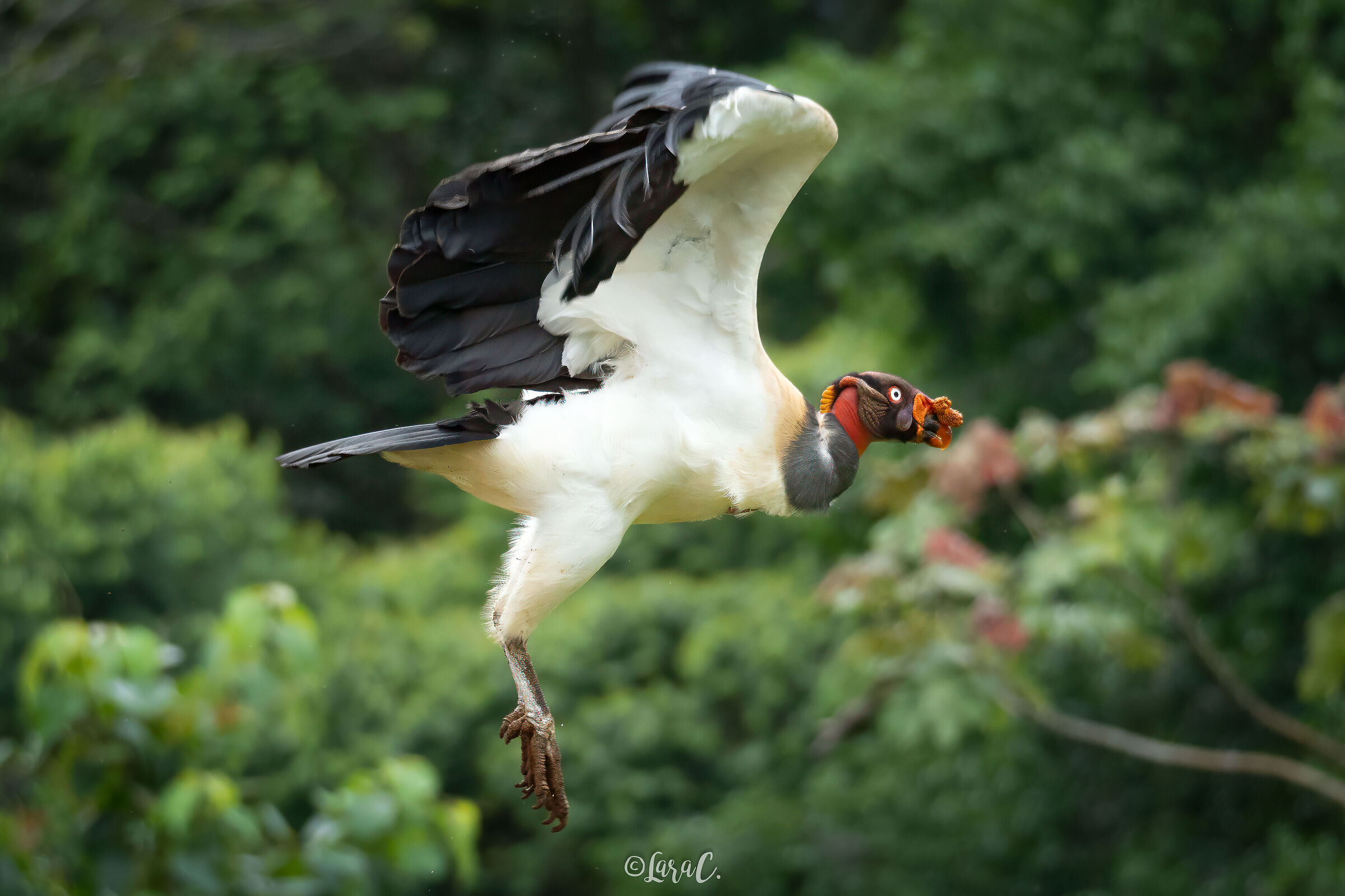 Avvoltoio reale in (quasi) volo
