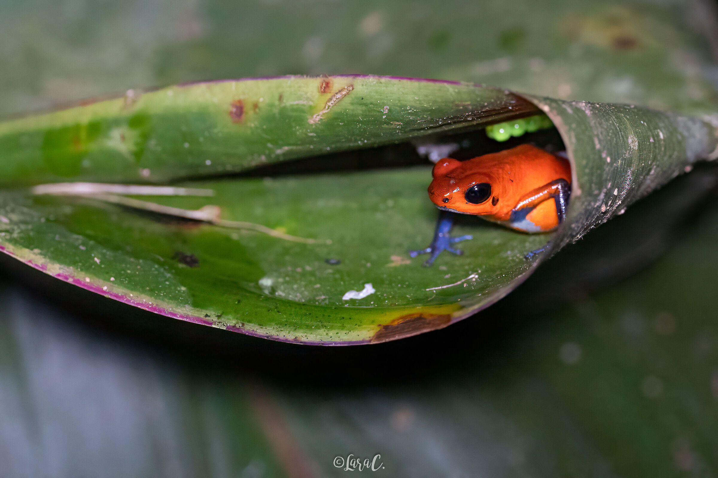 Sorpresa nella tasca di una foglia
