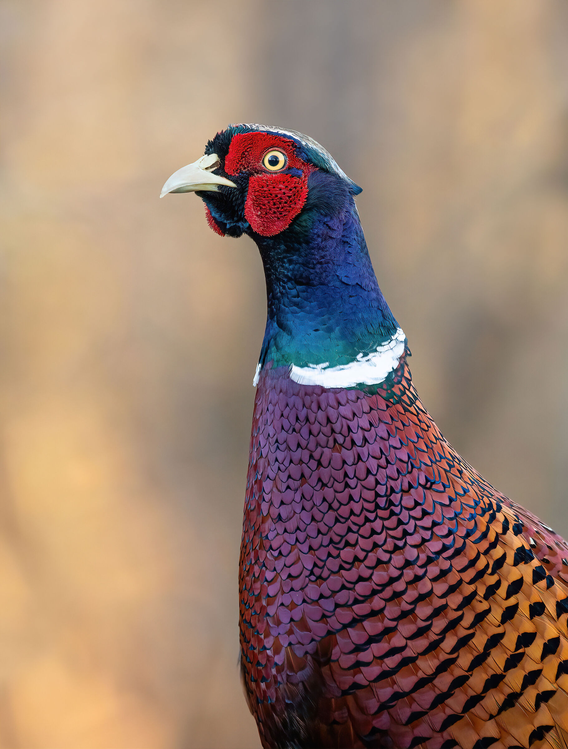 The handsome male