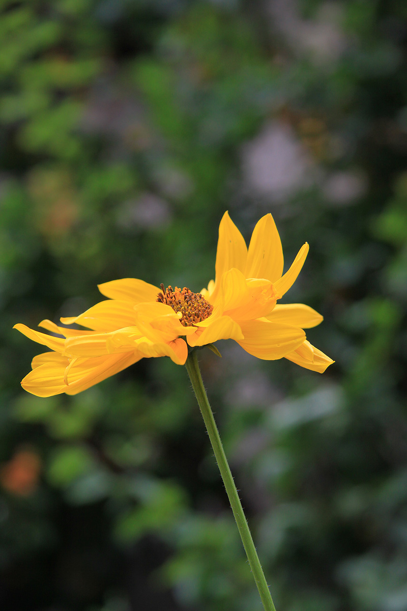 Yellow daisy