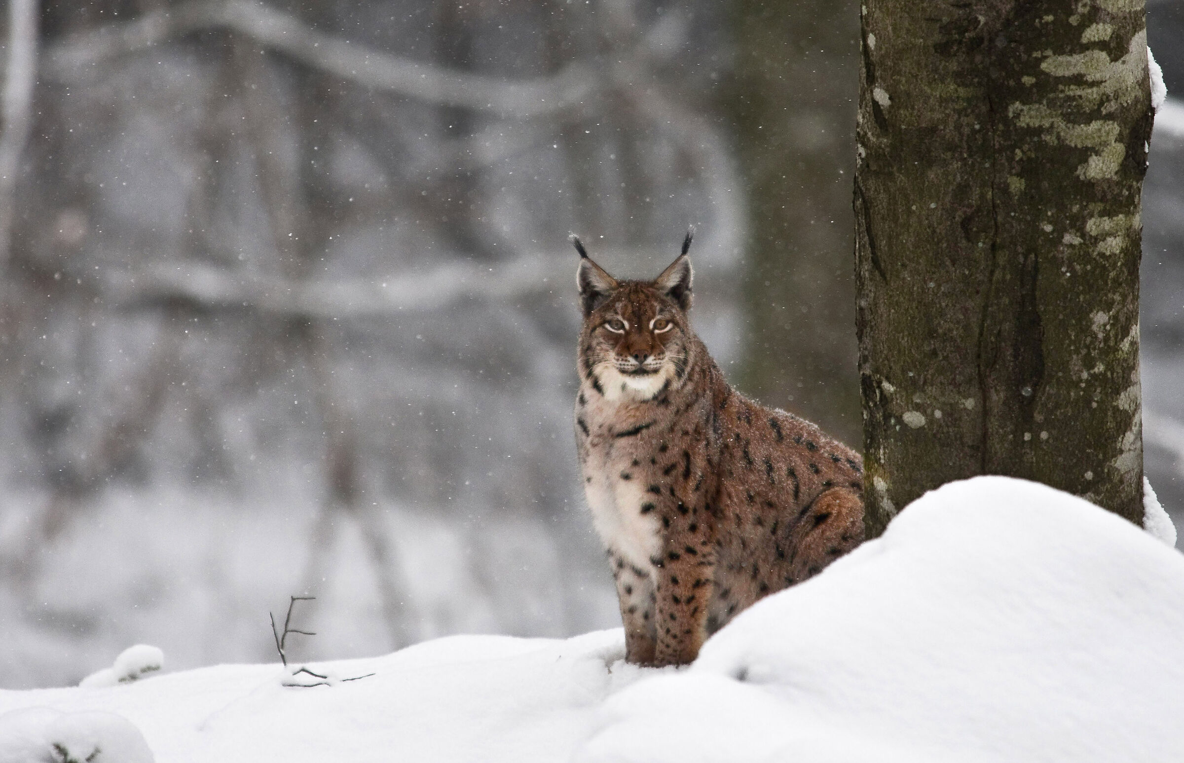 Lynx under the snow