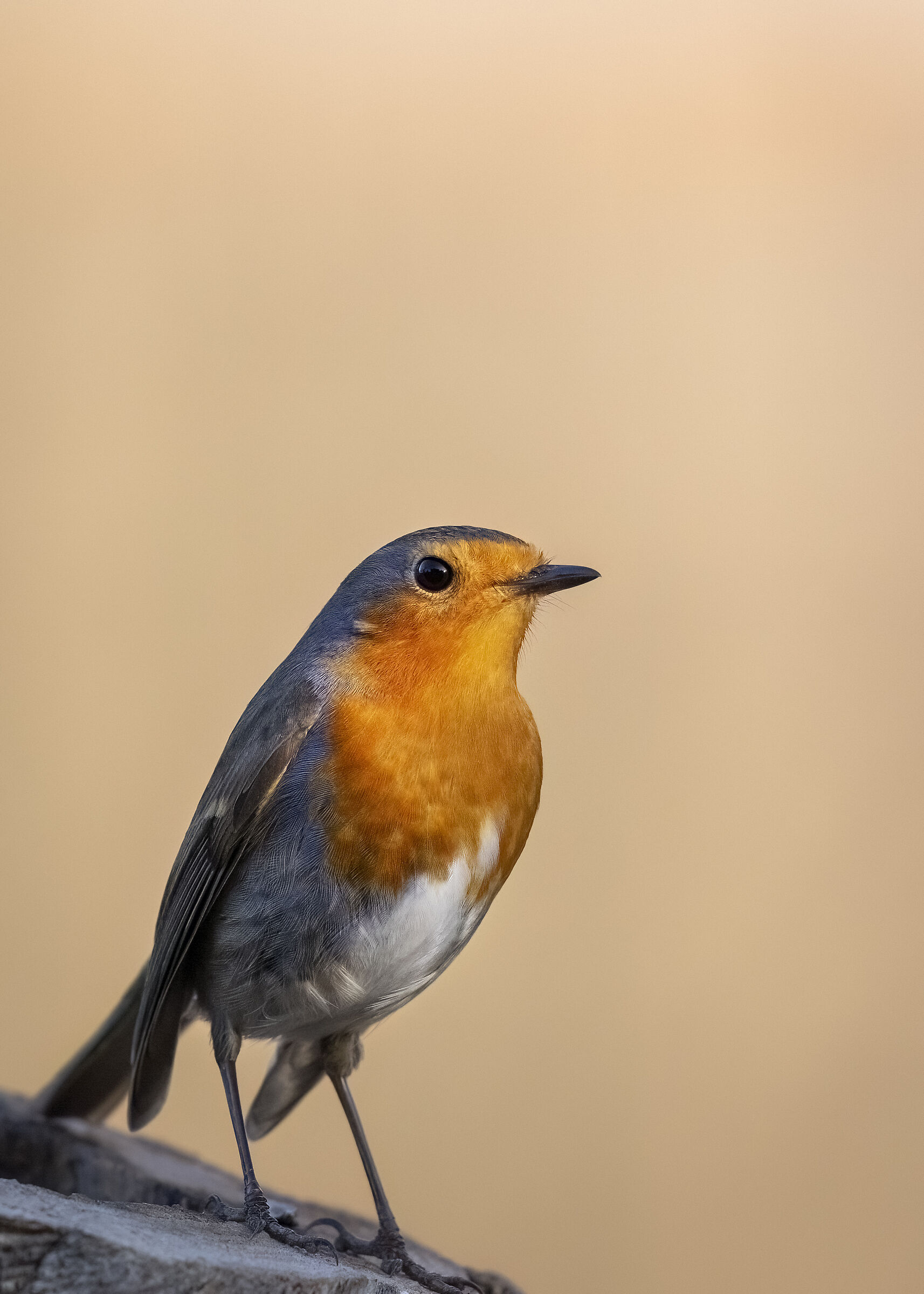 Il pettirosso