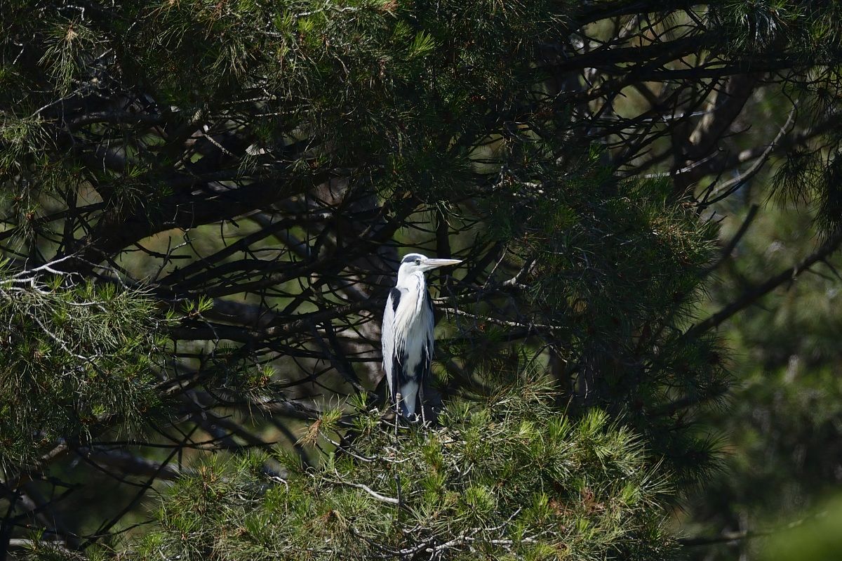 Grey Heron