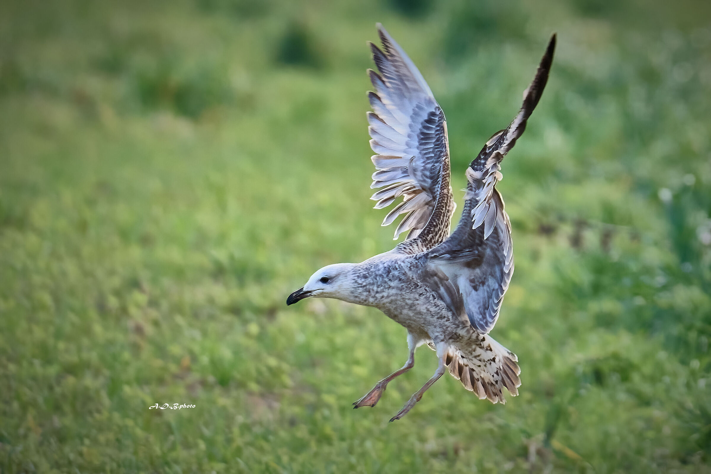 Gabbiano reale dai piedi gialli