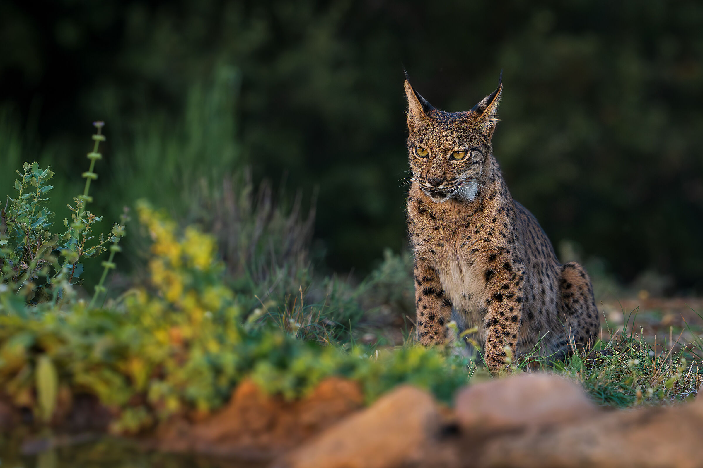 In the last light ...