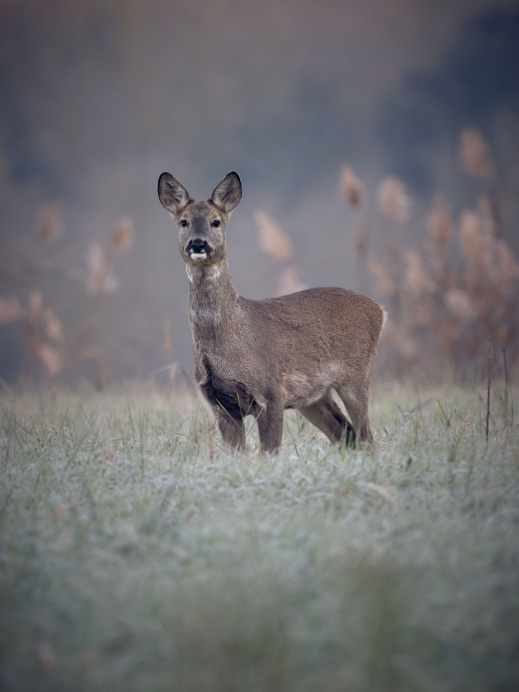 Roe deer at dawn