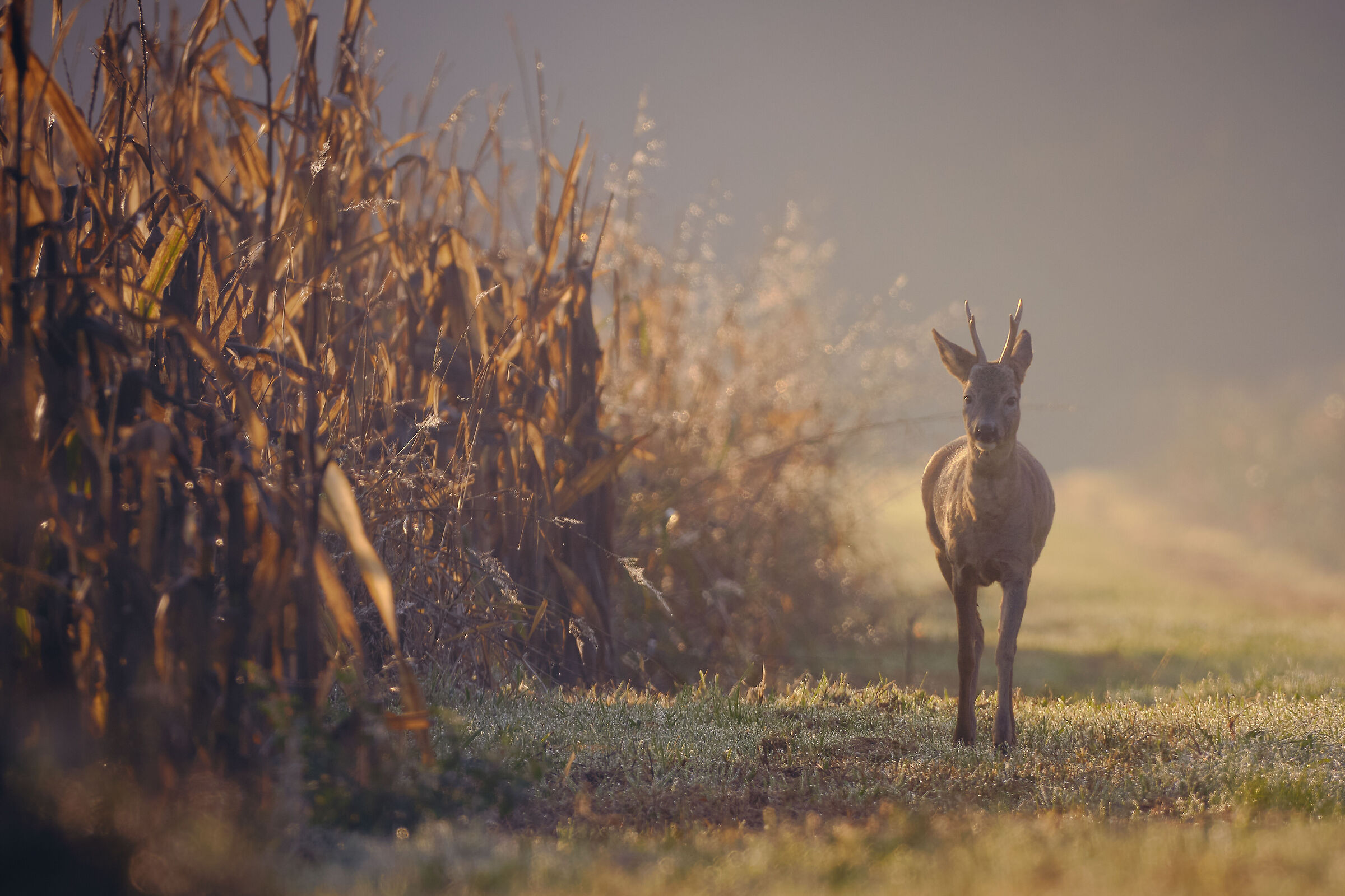 Roe deer at the edge of the field