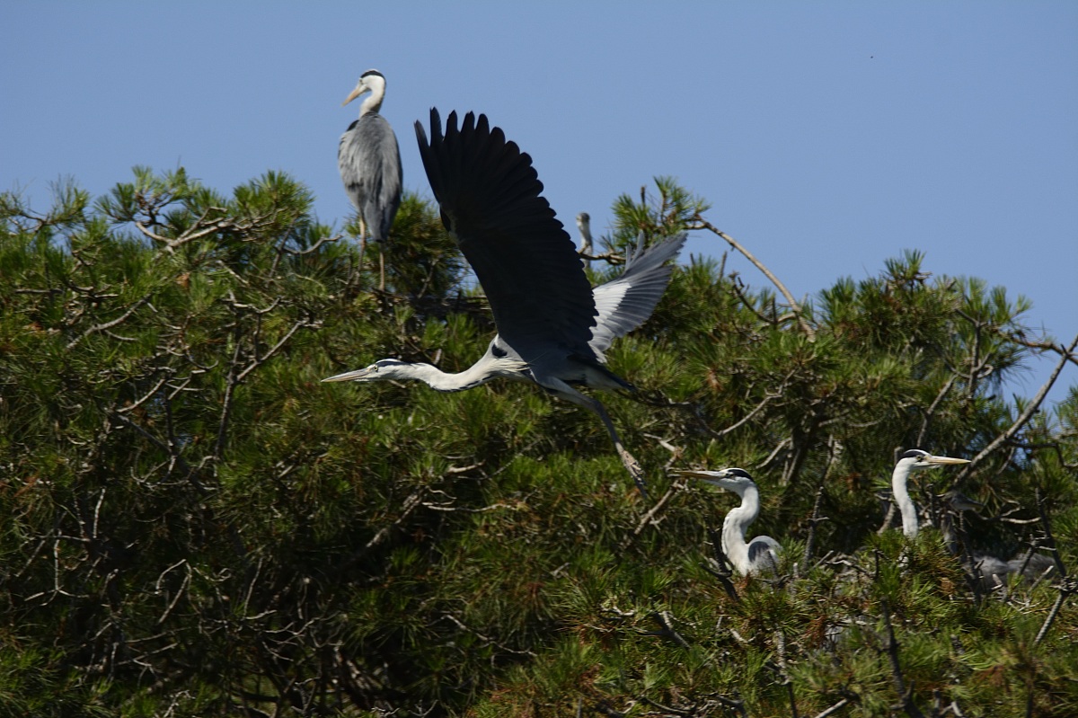 Airone Cenerino in volo